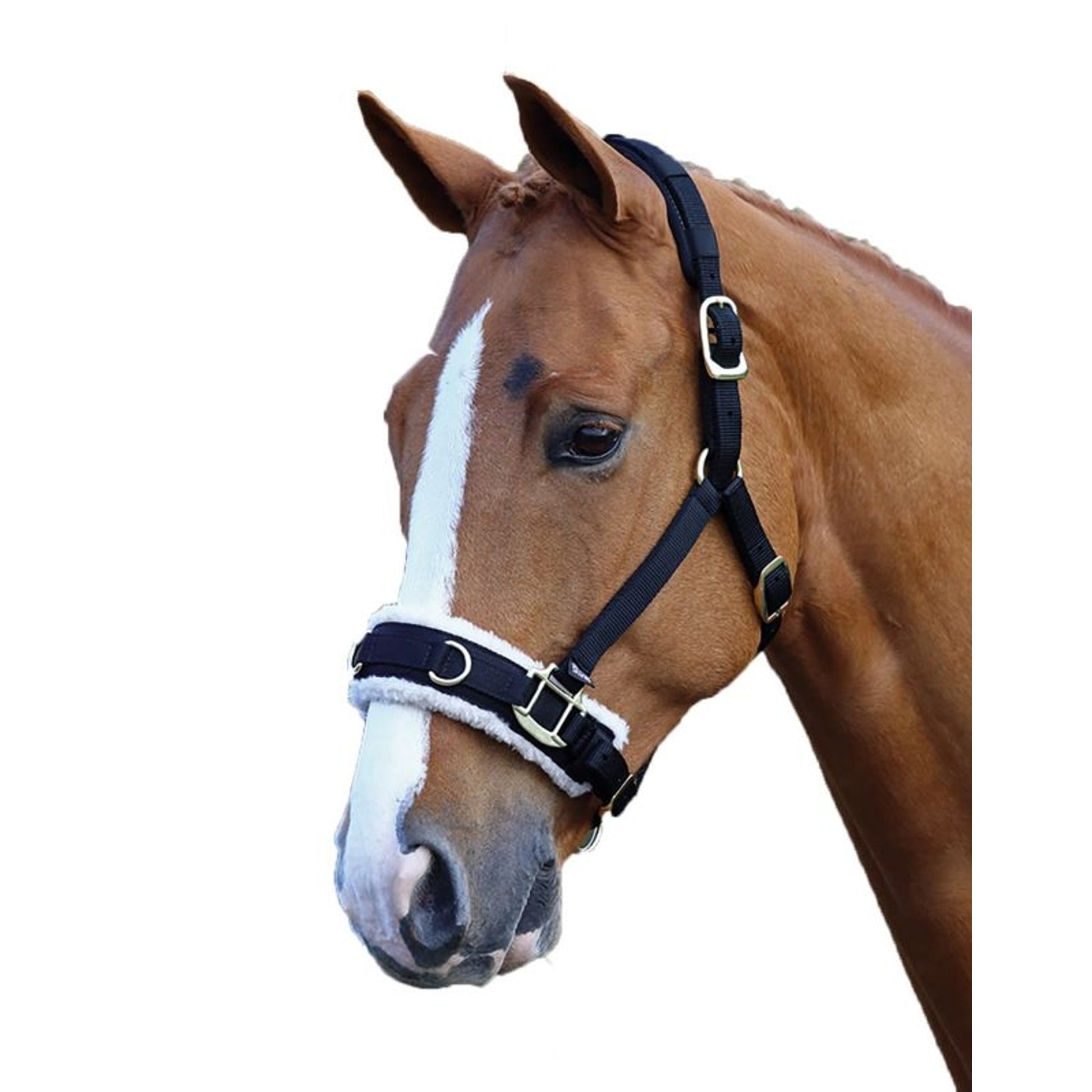 Shires Fleece Lined Lunge Cavesson