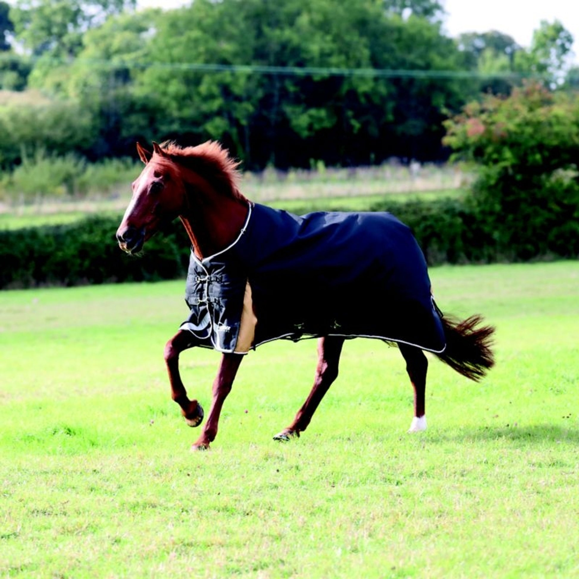 Shires Highlander Plus 200 Standard Neck Blanket