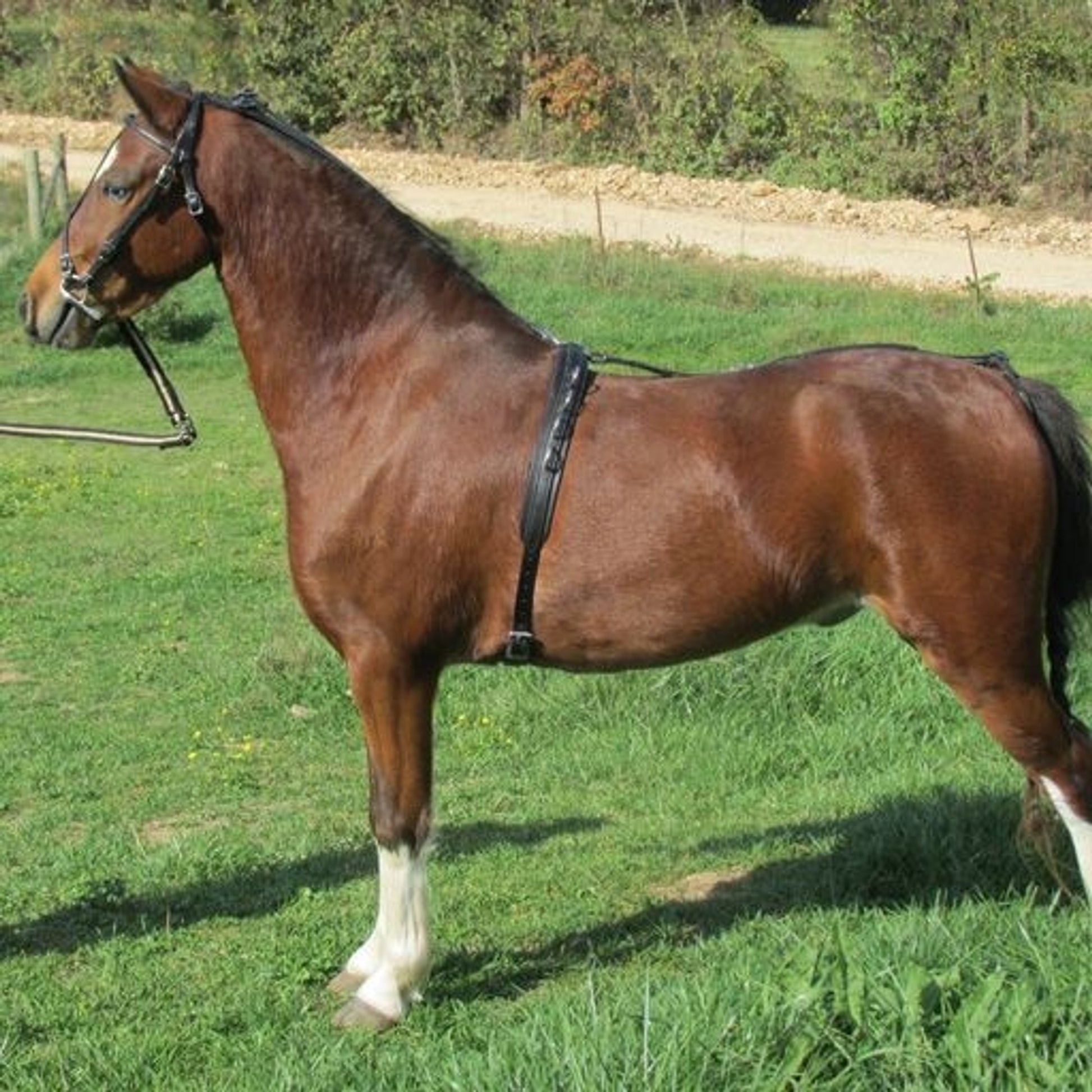 Jacks Beta Stirrup Straps - Sold in Pairs 48" Blac