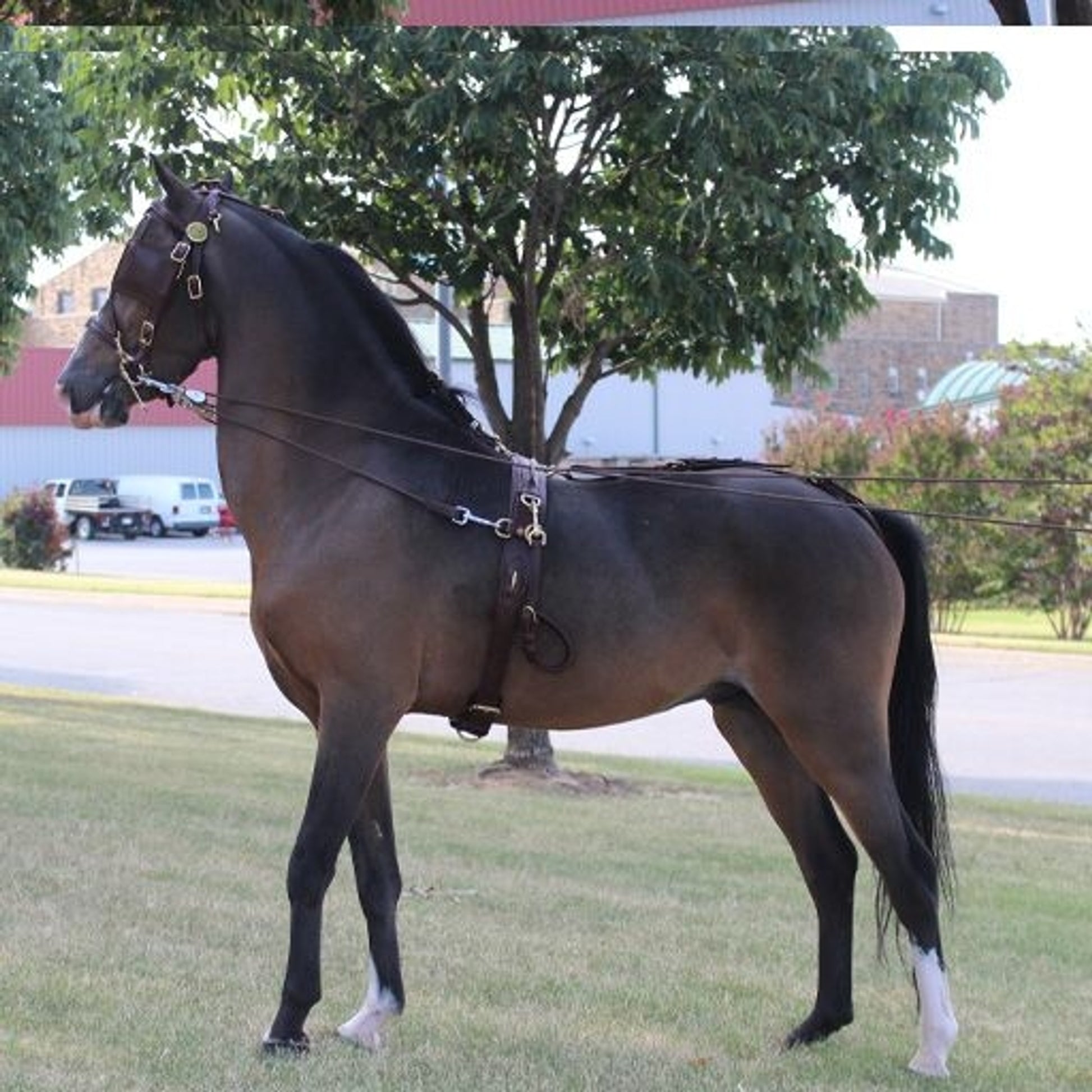 Ozark Kildow Mini/Pony Breaking Driving Harness