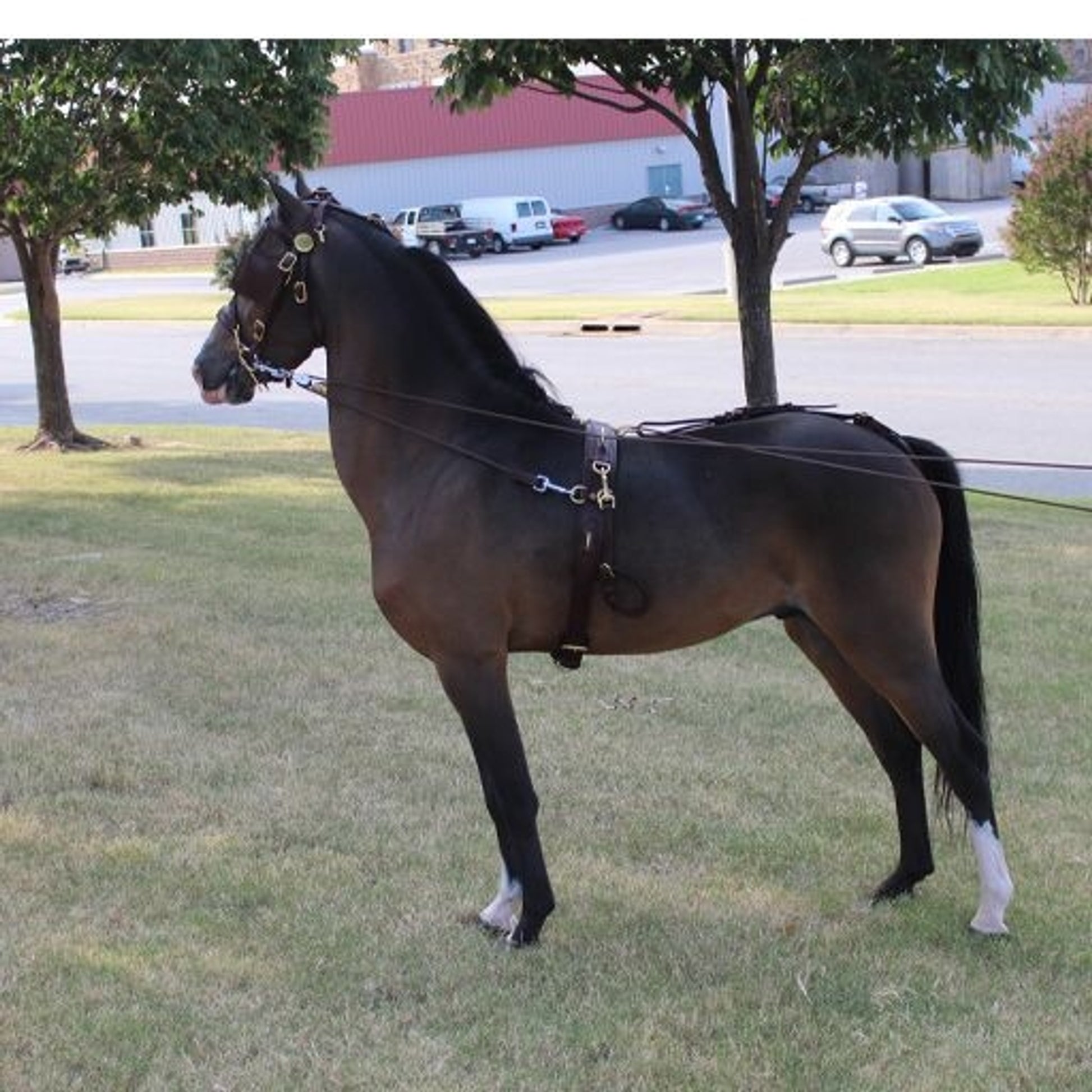Ozark Kildow Mini/Pony Breaking Driving Harness