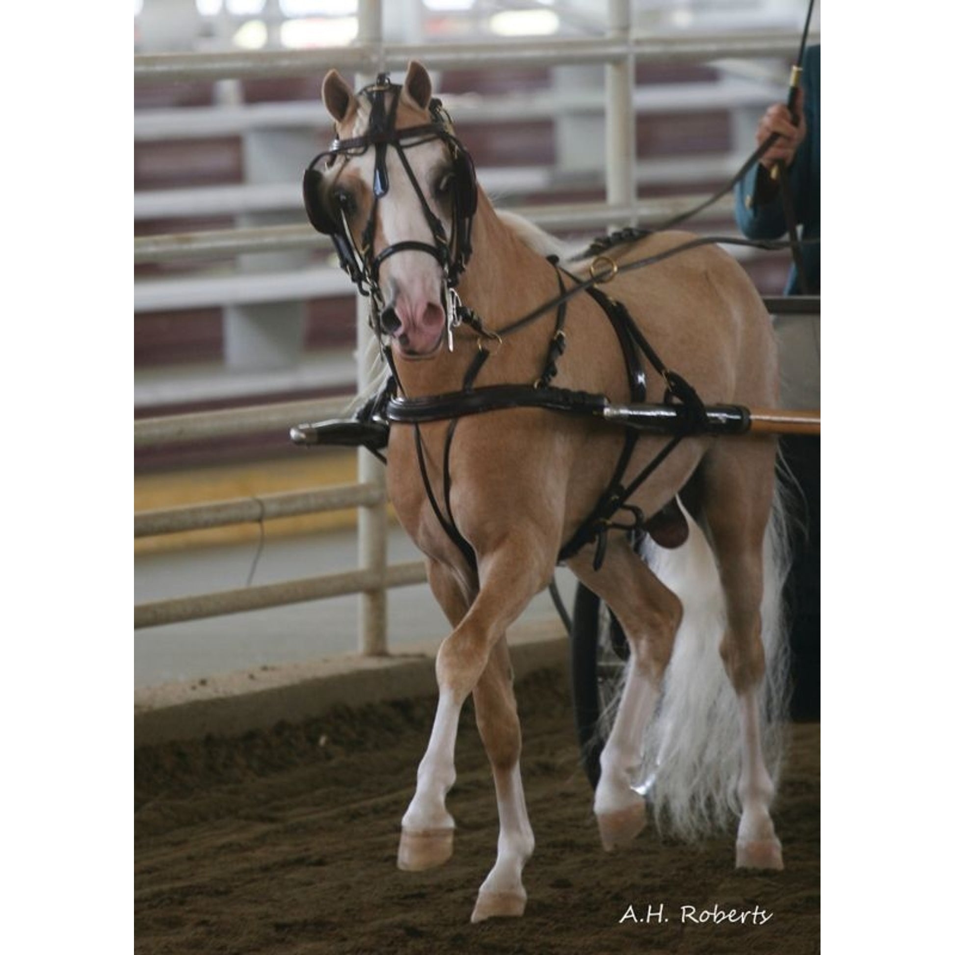 Ozark Mini Fancy Rolled Leather Harness