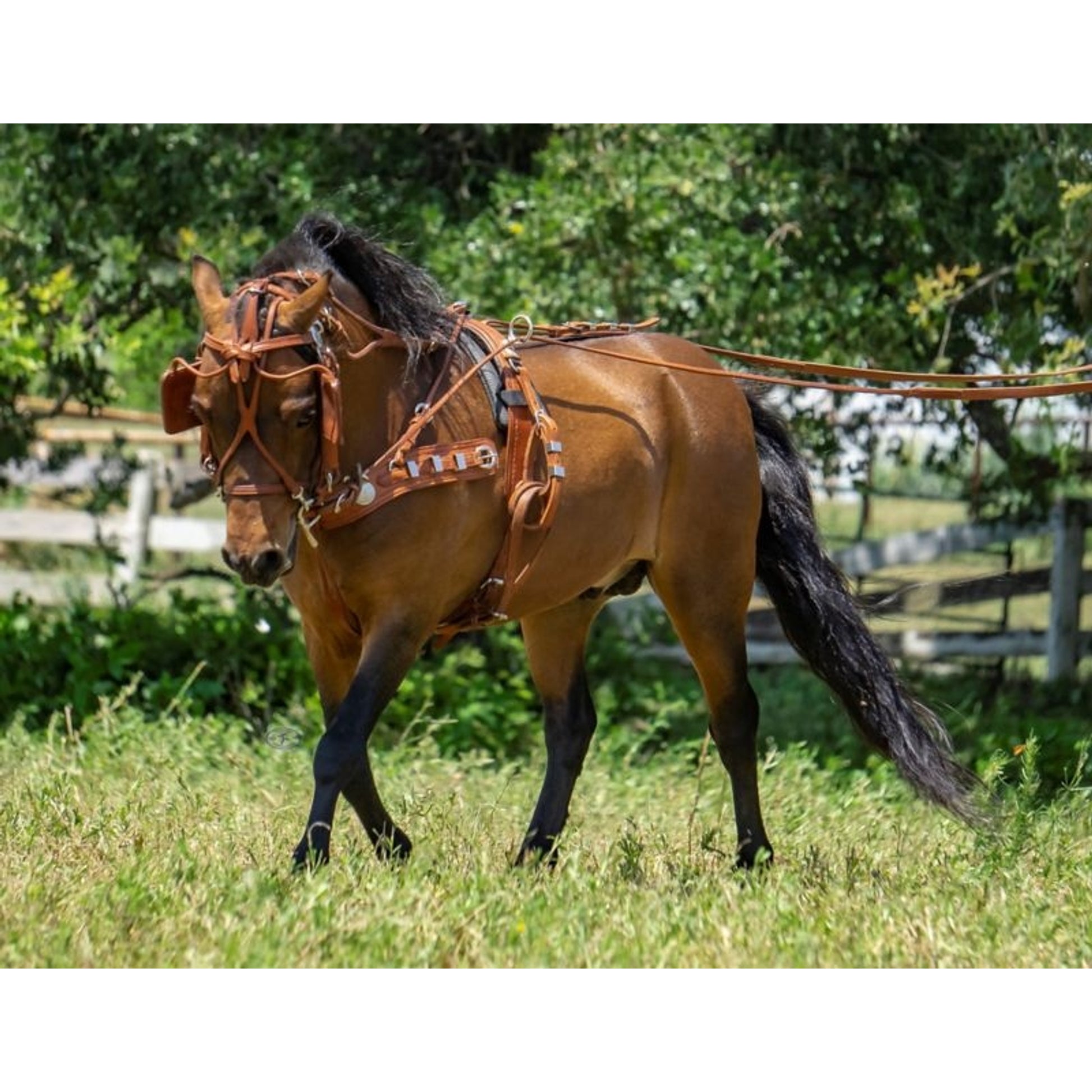 Ozark Min/Pony Western Show Harness