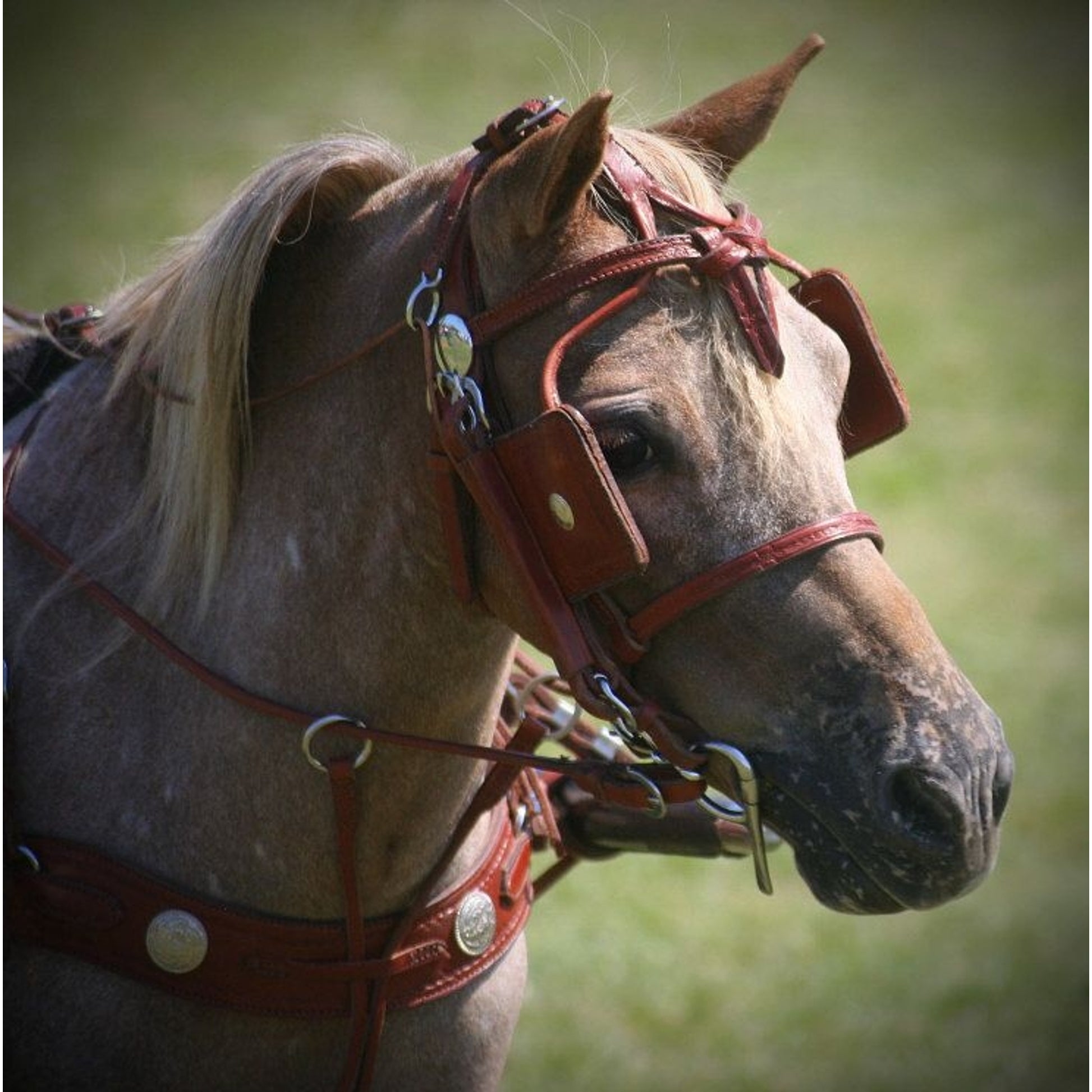 Ozark Min/Pony Western Show Harness