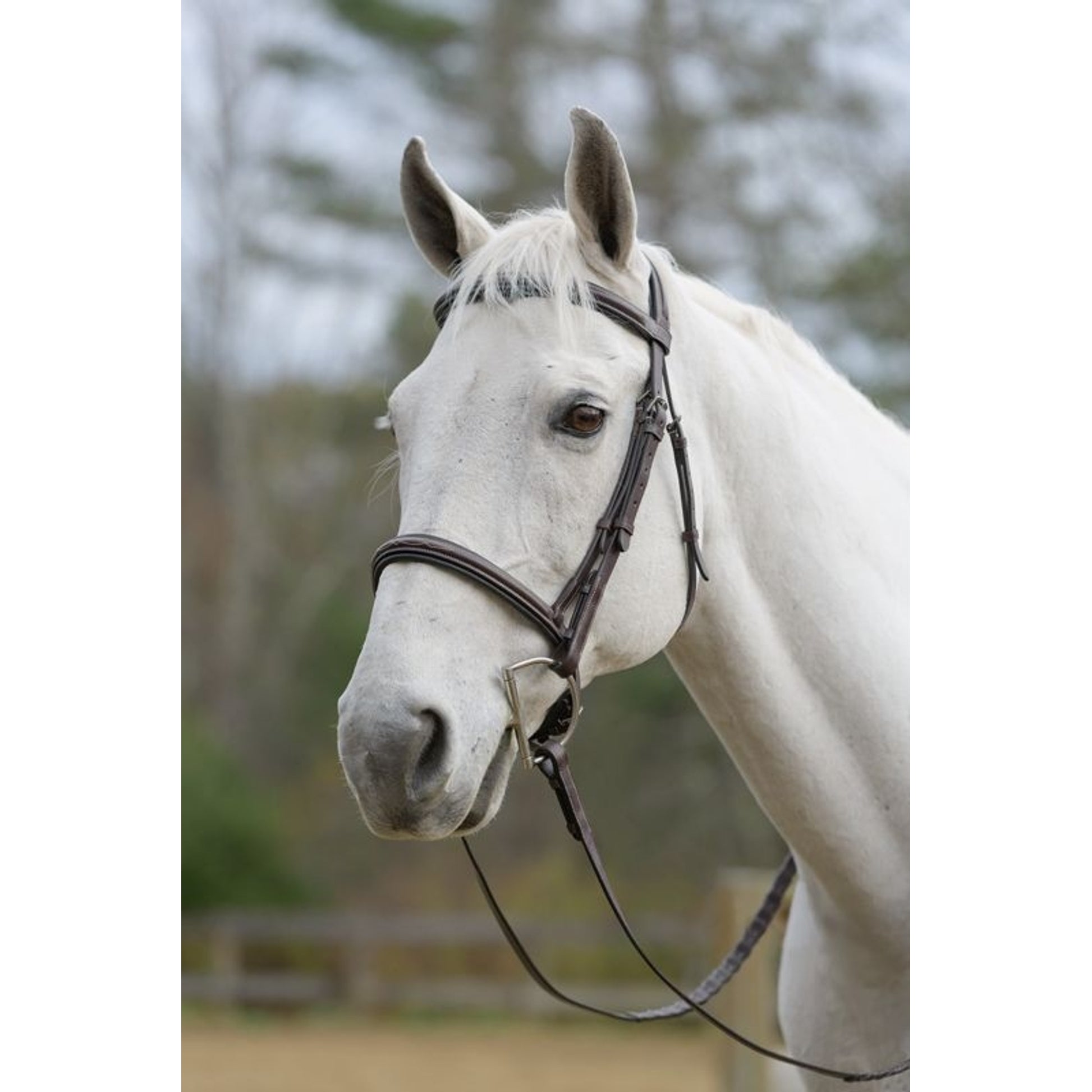 Shires Avignon Nashville Bridle