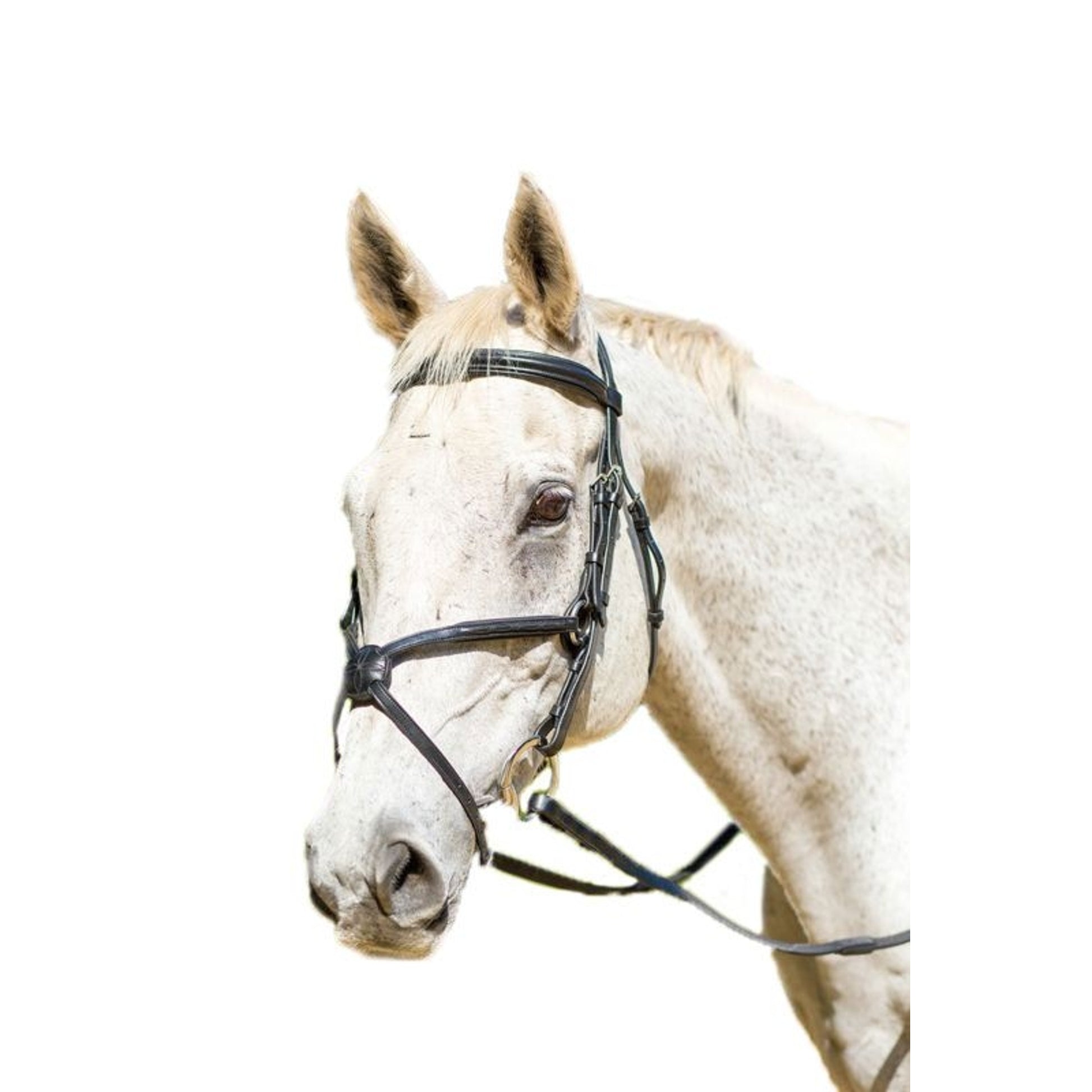Shires Avignon Woodside Bridle
