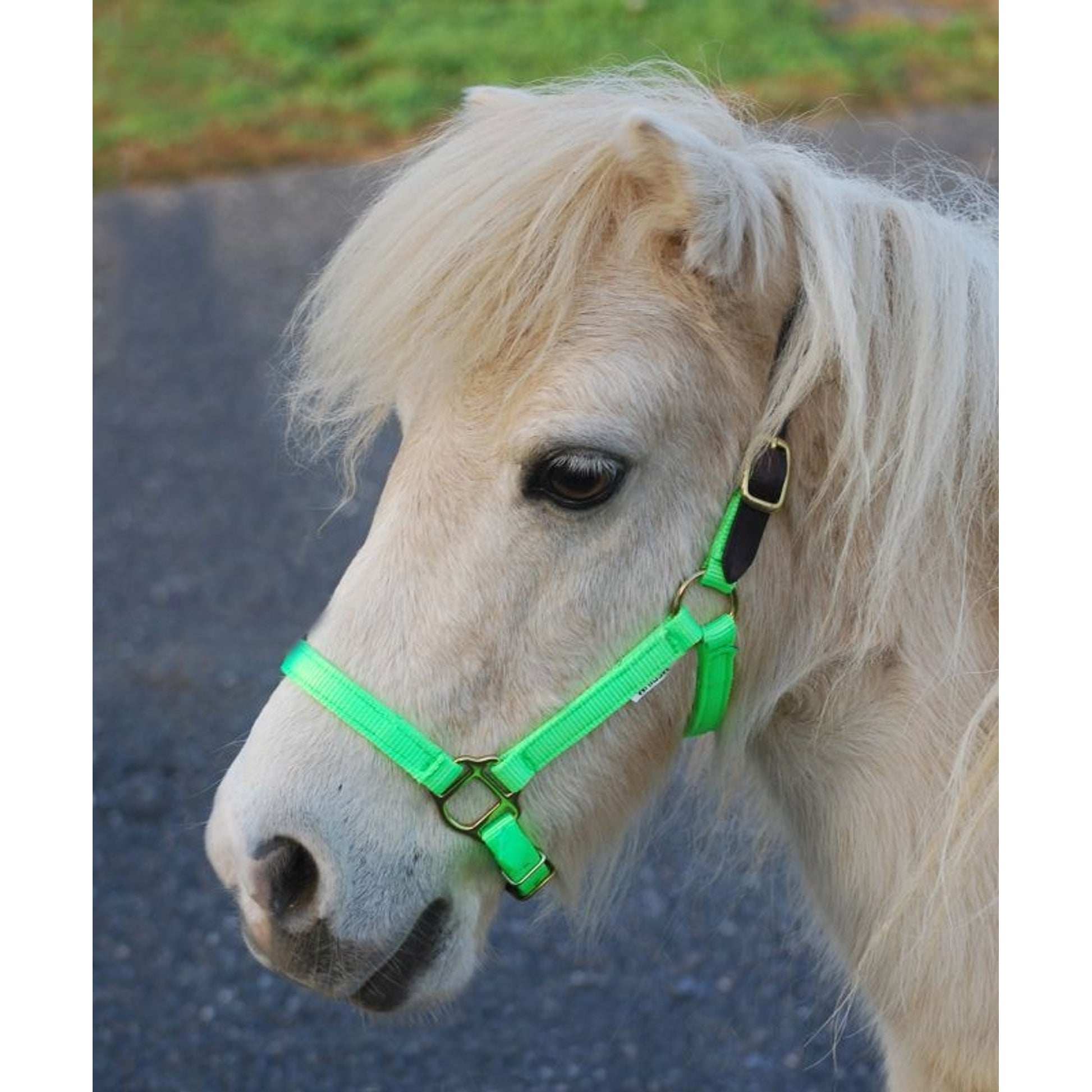 Triple E Nylon Mini Halter with Leather Crown