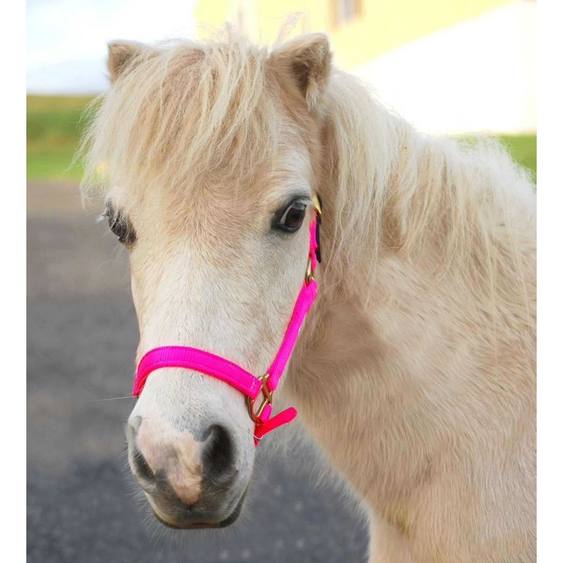 Triple E Nylon Mini Halter with Leather Crown