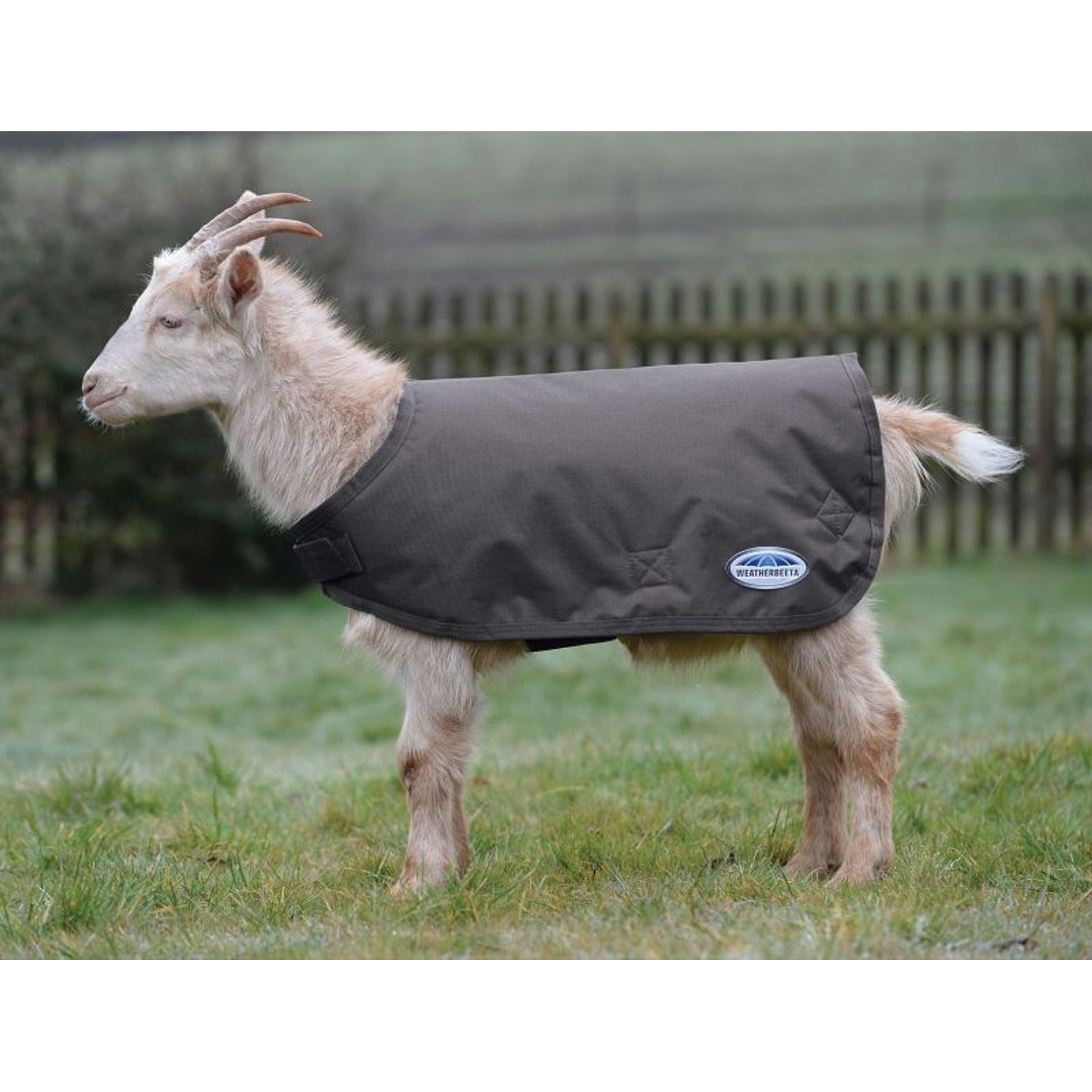 Weatherbeeta Goat Coat