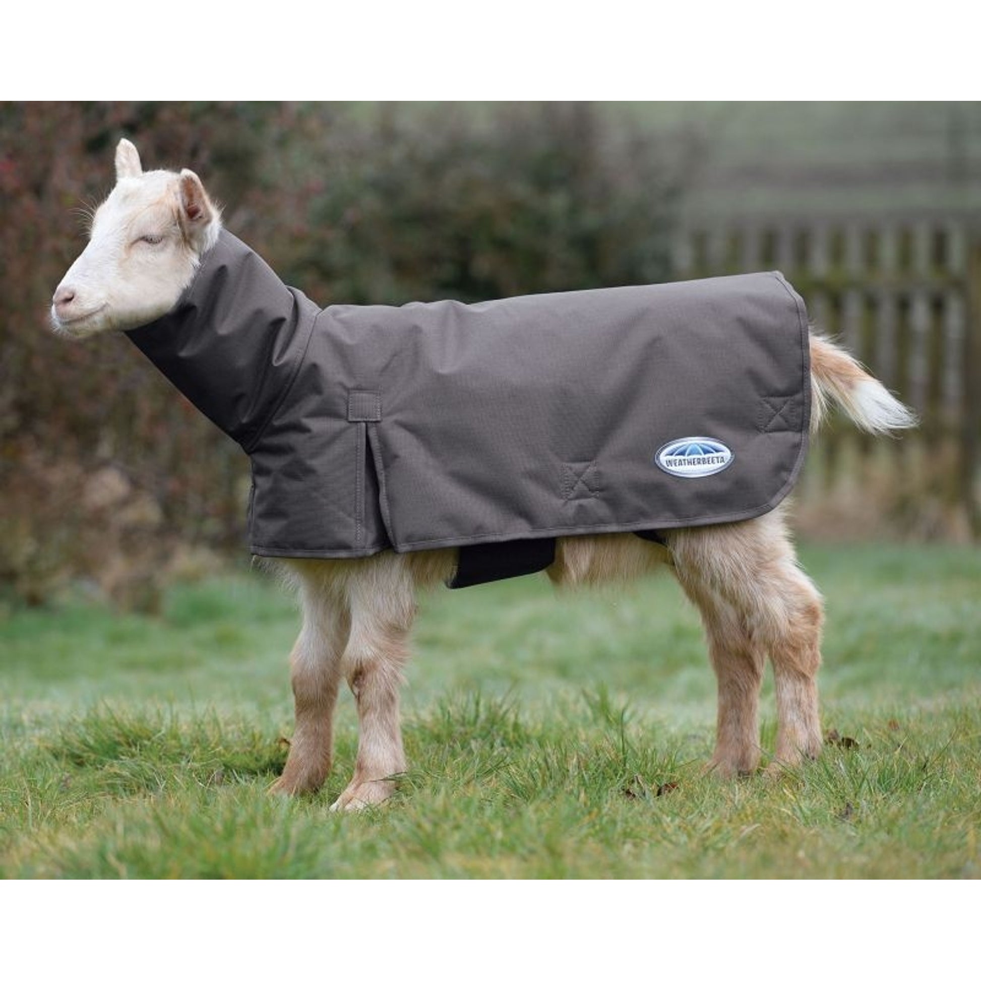 Weatherbeeta Deluxe Goat Coat with Neck