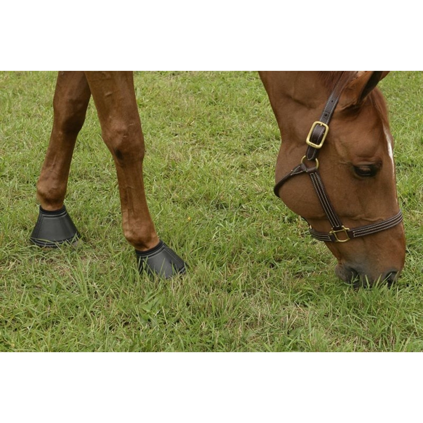 TE026834_graze.jpg