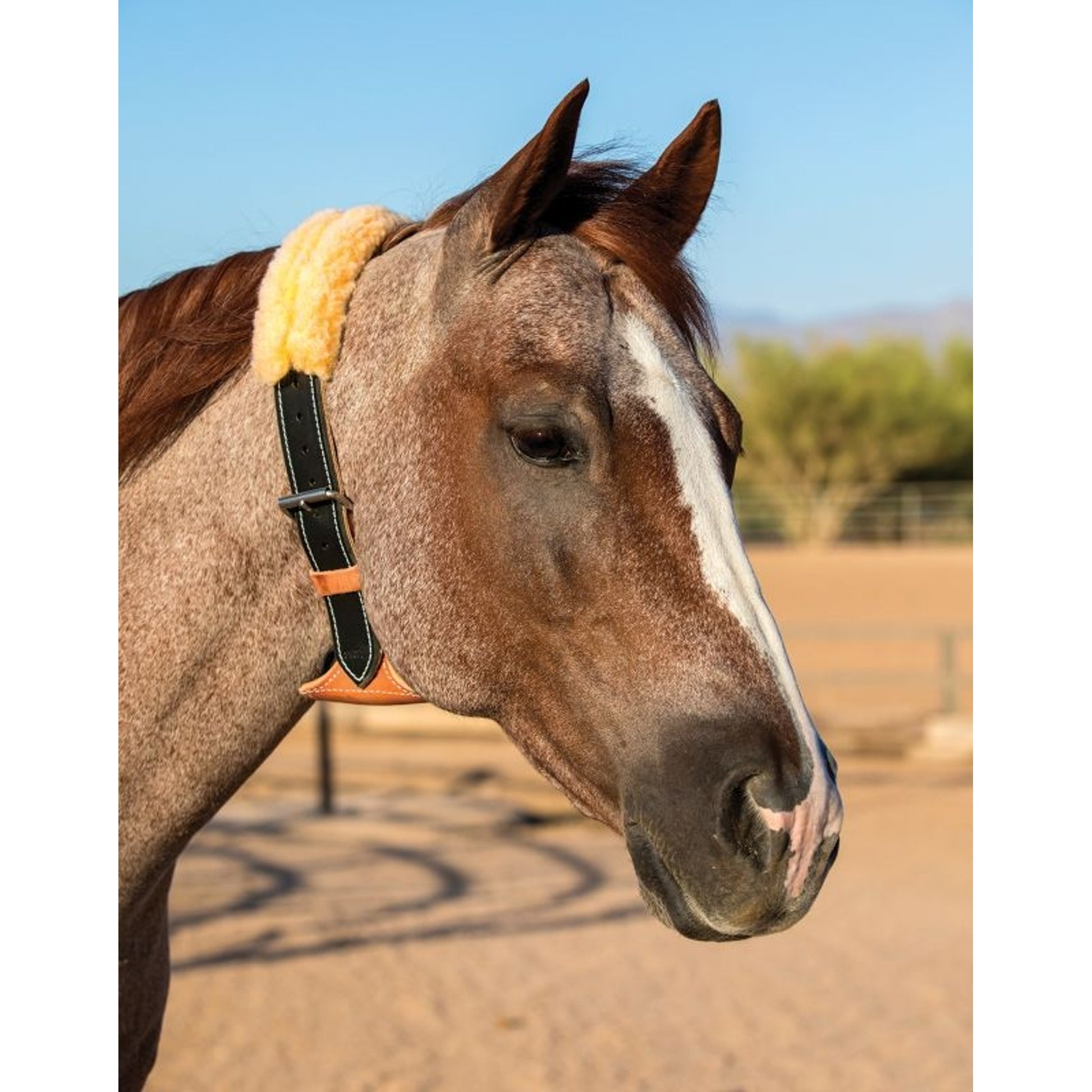 The Dare Cribbing Collar