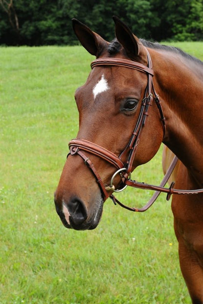 Arc de Triomphe Starman Bridle