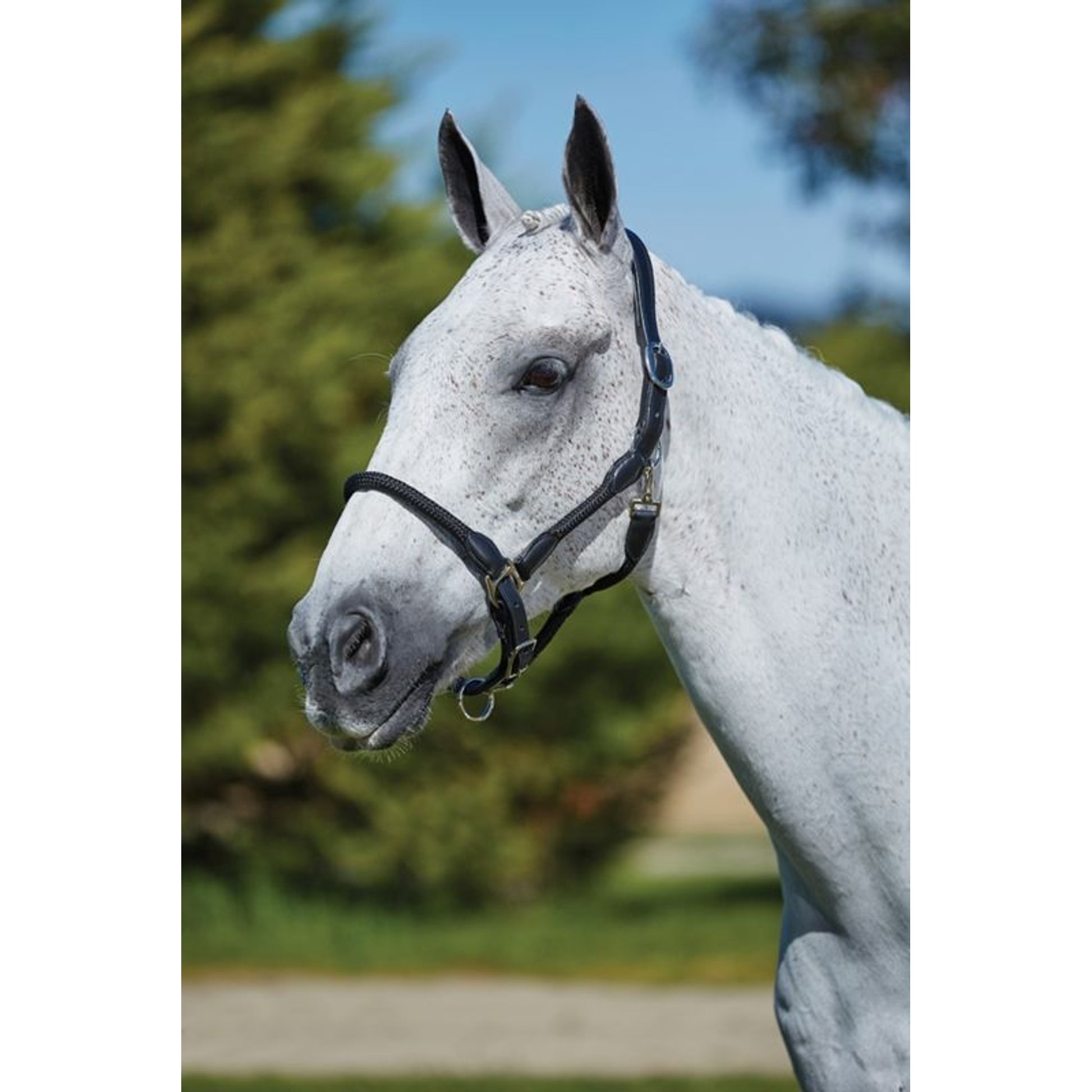 Kincade Leather Rope Headcollar