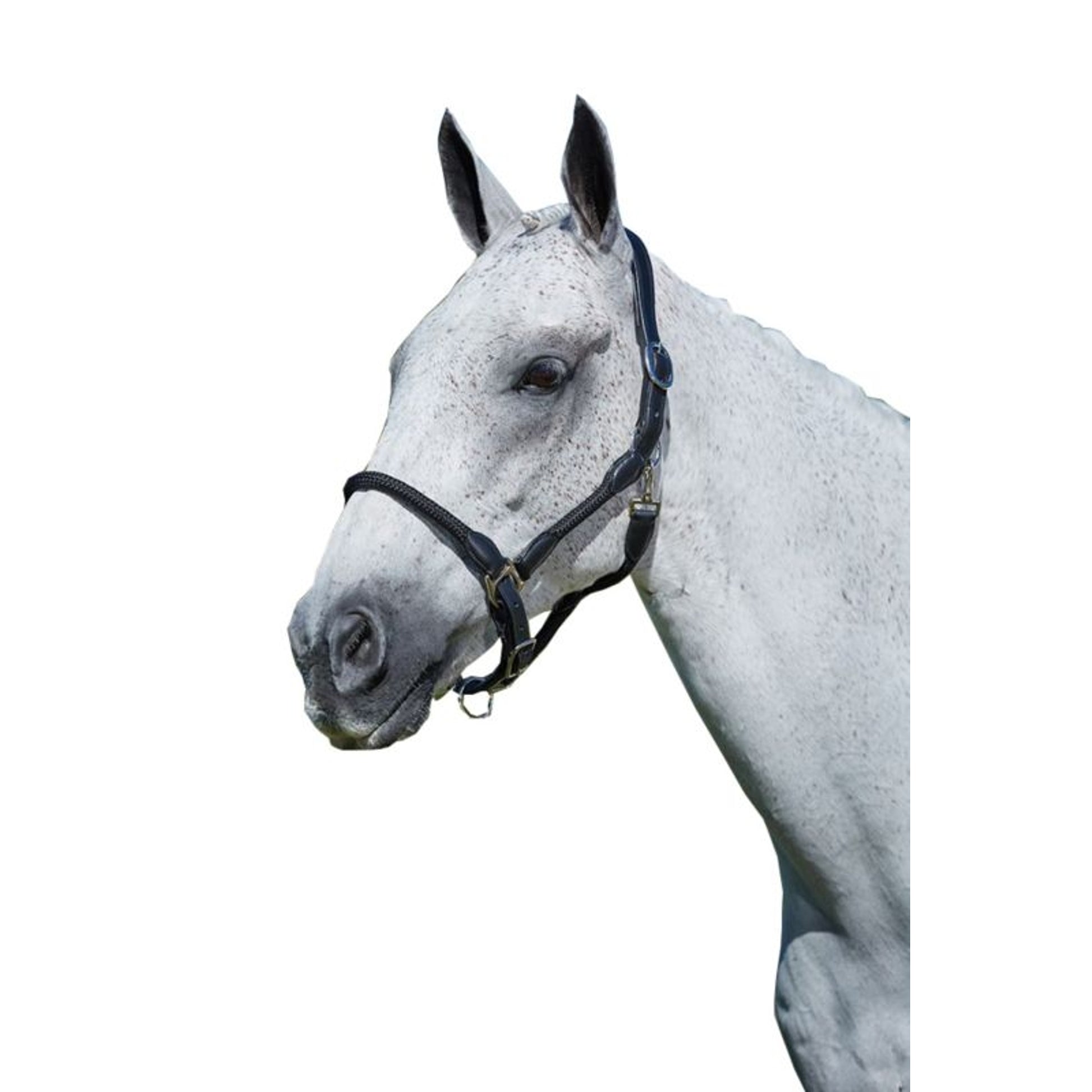 Kincade Leather Rope Headcollar