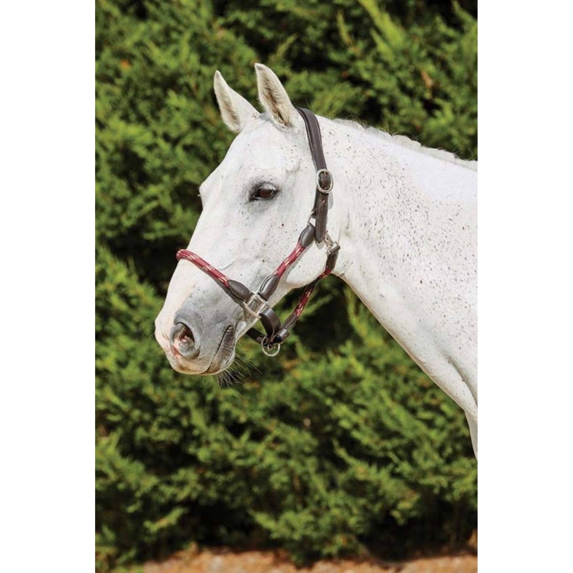 Kincade Leather Rope Headcollar