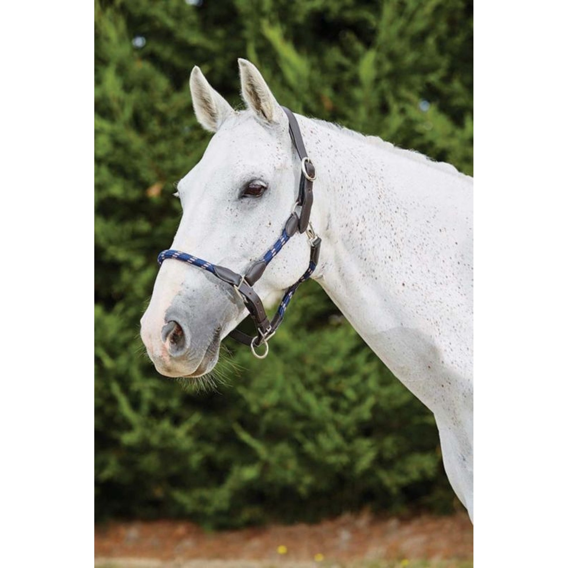 Kincade Leather Rope Headcollar