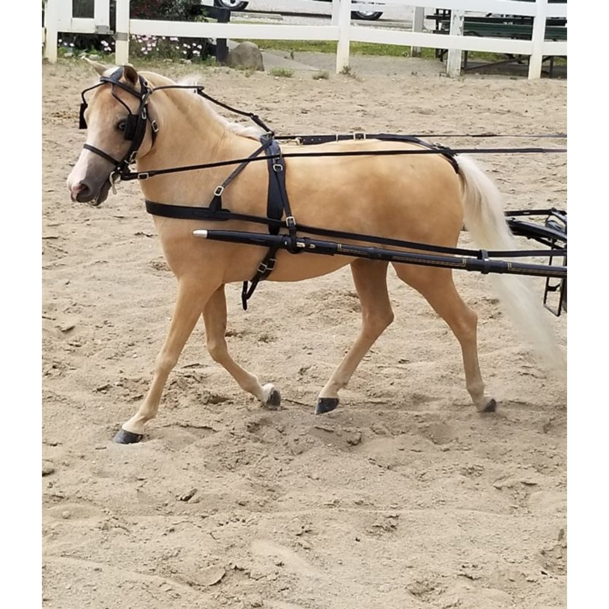 Ozark Mini/Pony Leather Harness