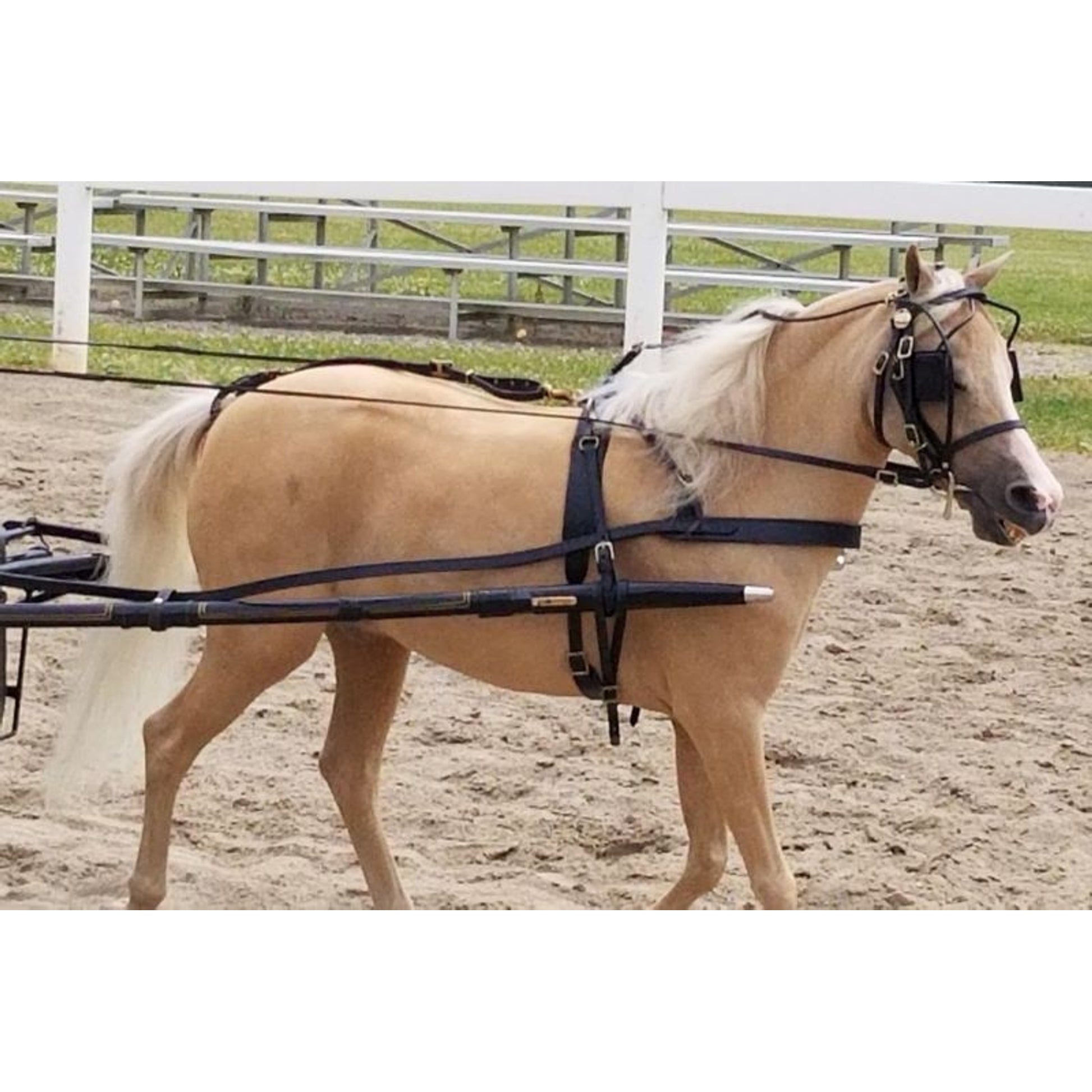Ozark Mini/Pony Leather Harness