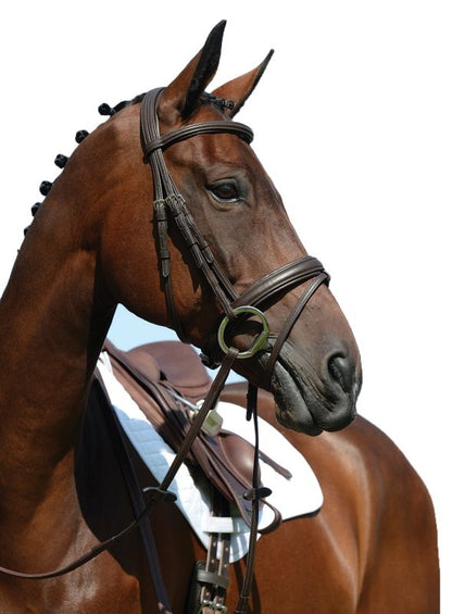 Collegiate Syntovia Flash Bridle