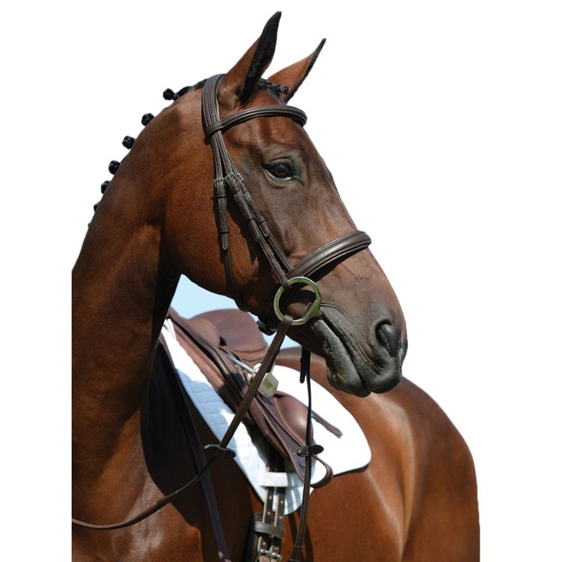 Collegiate Syntovia Cavesson Bridle