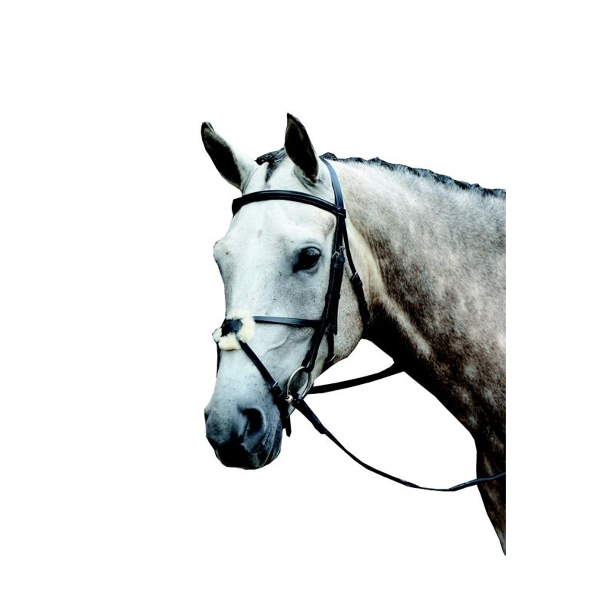 Collegiate Essential Figure 8 Bridle
