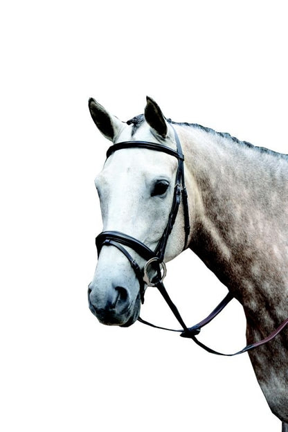 Collegiate Essential Flash Bridle