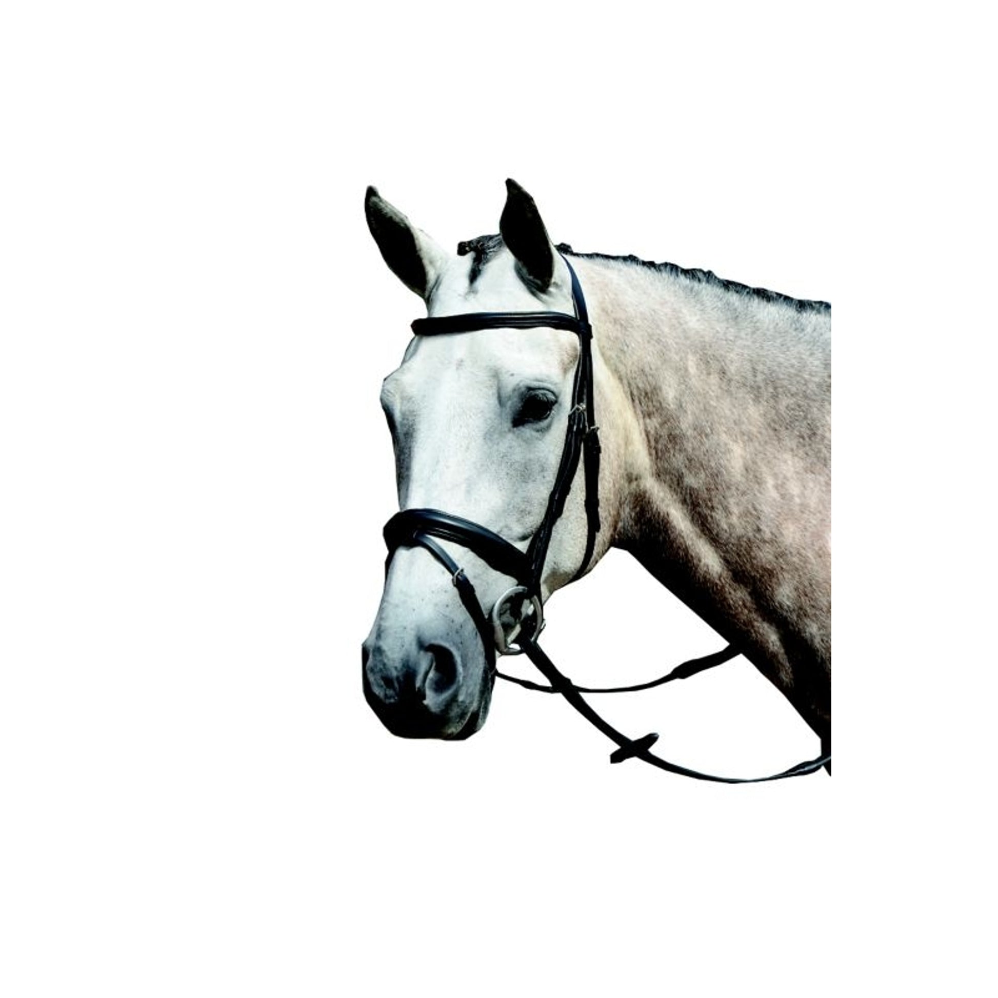 Collegiate Essential Flash Bridle