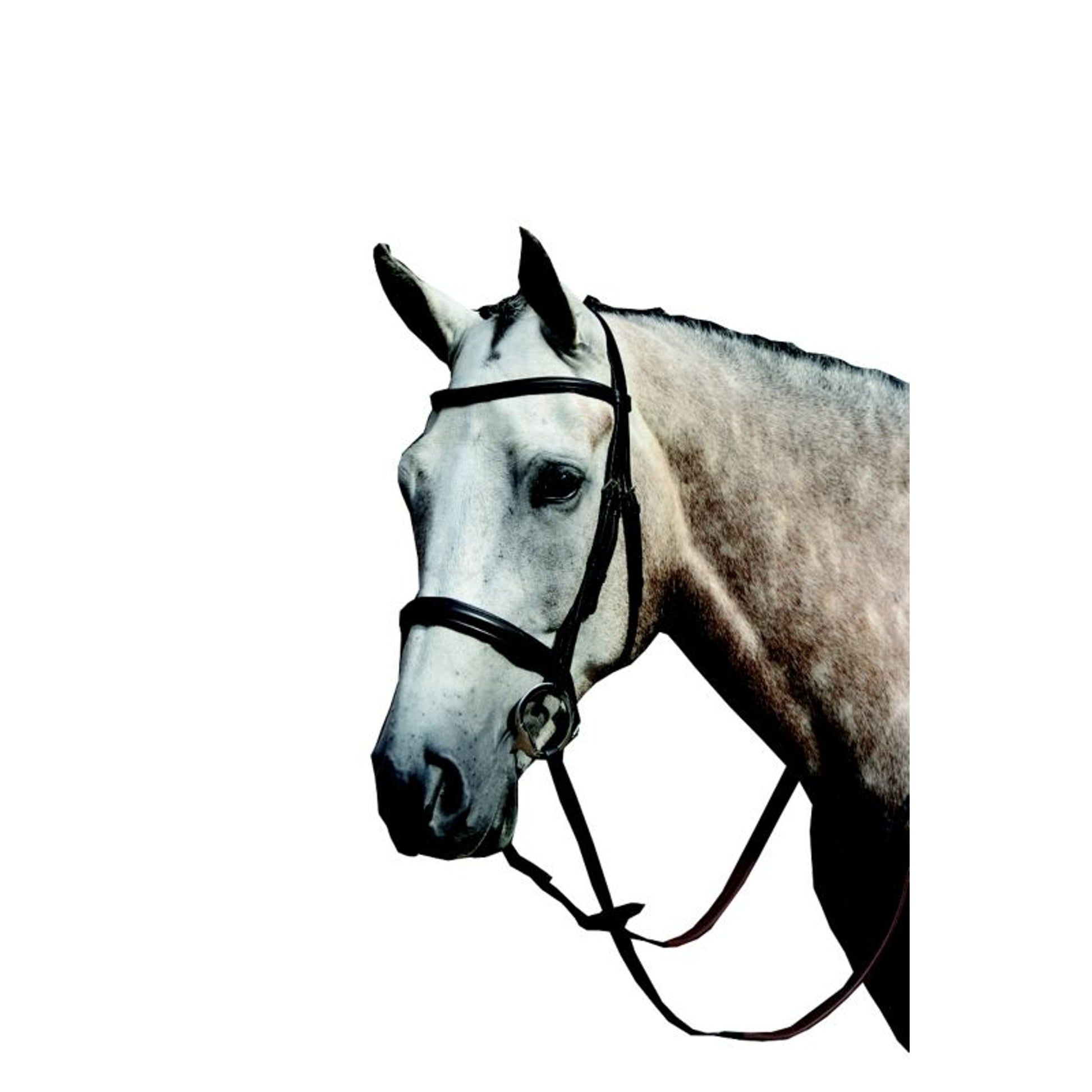 Collegiate Essential Cavesson Bridle