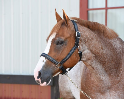 Perris Chevron Bling Halter