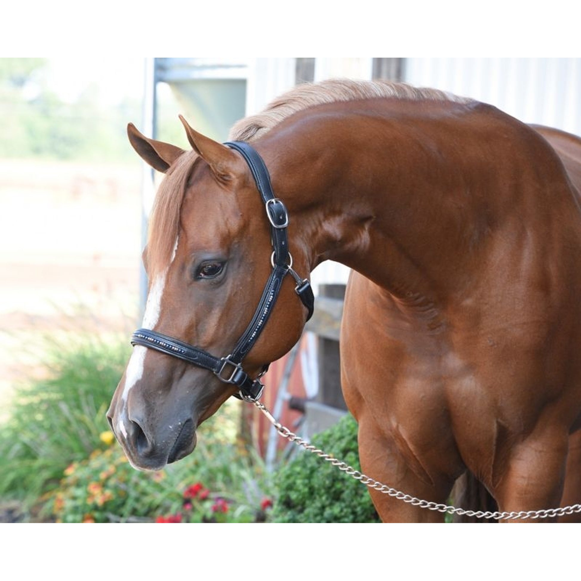 Perris Blue Pearl Bling Padded Halter
