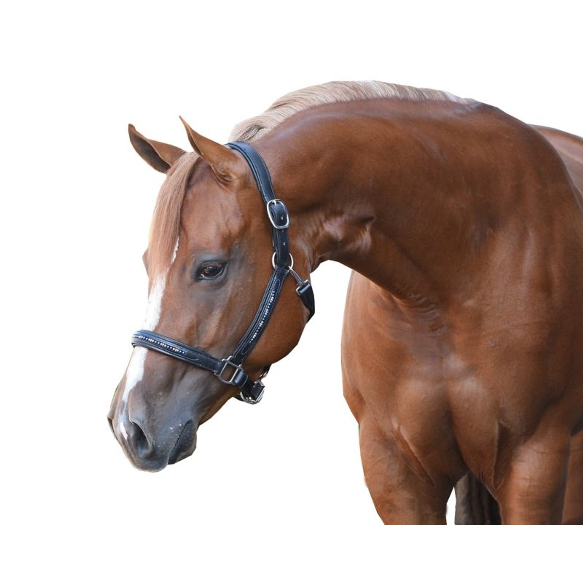 Perris Blue Pearl Bling Padded Halter