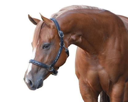 Perris Blue Pearl Bling Padded Halter