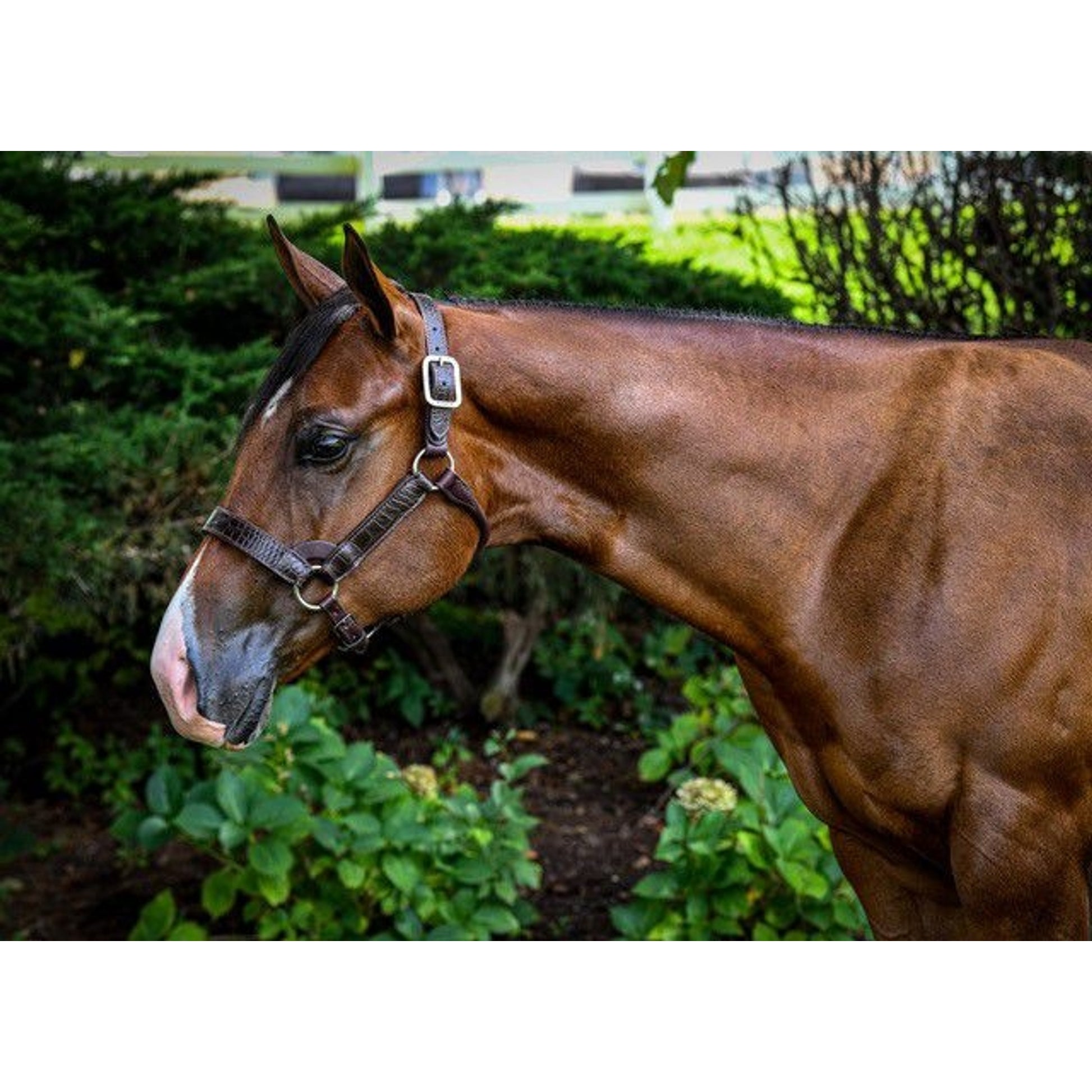 Perris Crocodile Embossed Show Halter