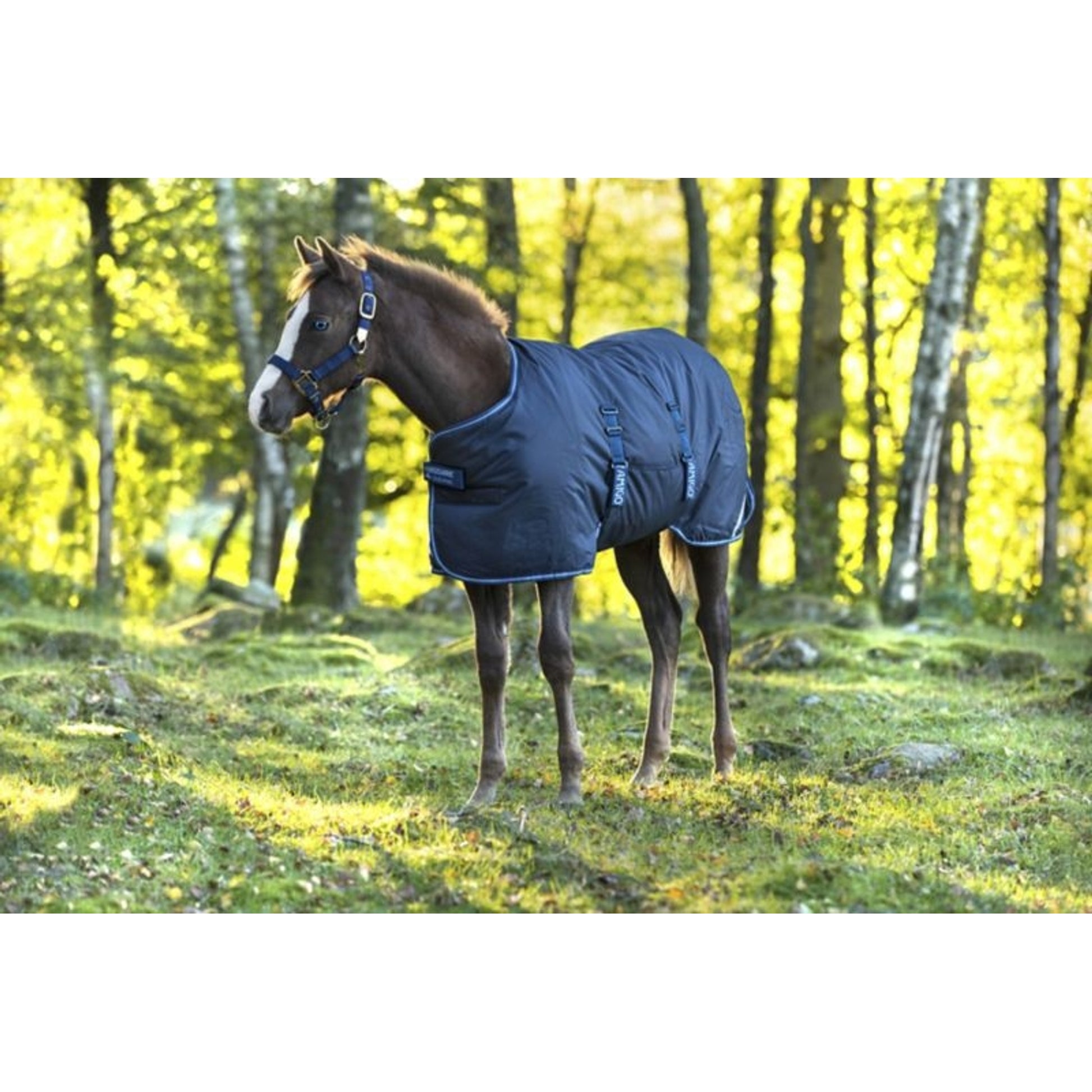 Amigo Foal Ripstop 200g Turnout Blanket