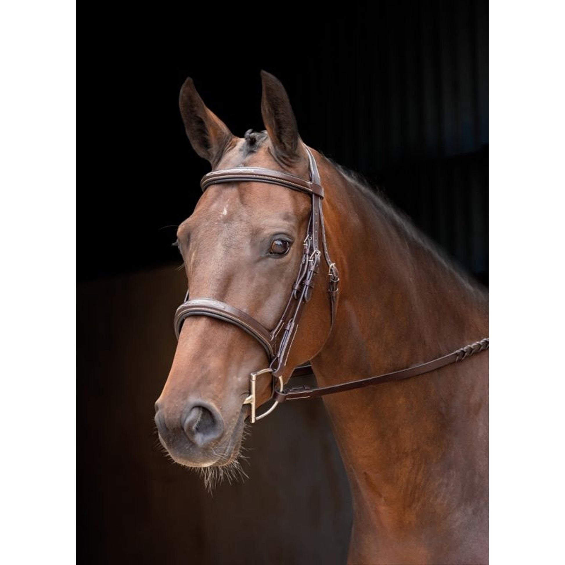 Velociti Padded Raised Flash Bridle