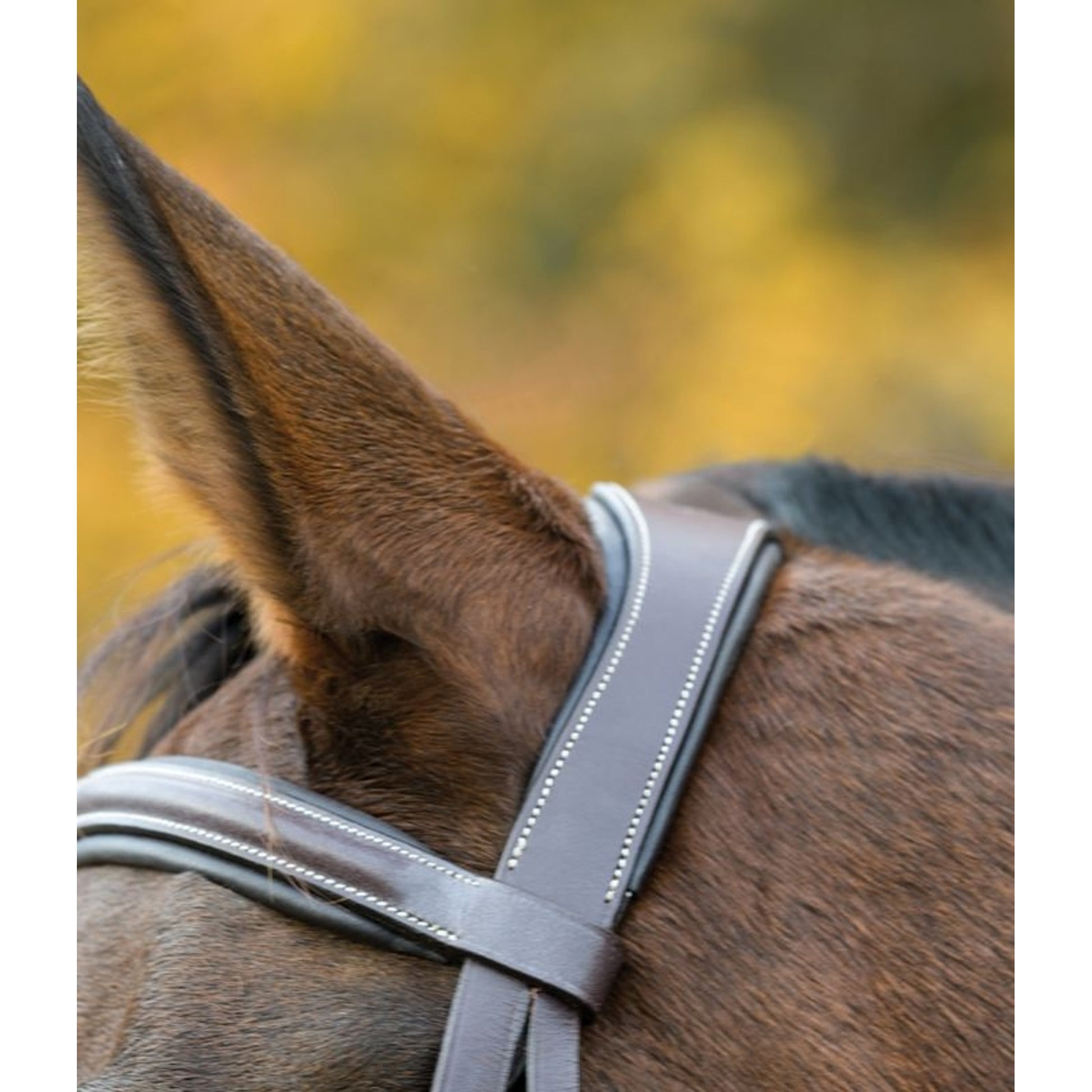 Shires Avignon Ocala Bridle