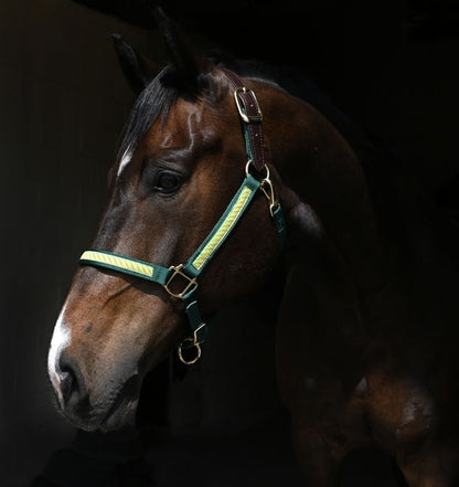 Perris Exclusive Safety Halter