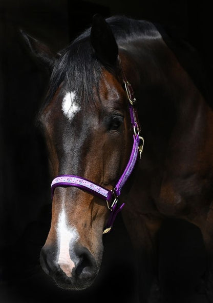 Perris Exclusive Safety Halter