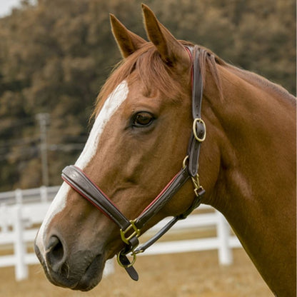 HDR Cahill Padded Halter