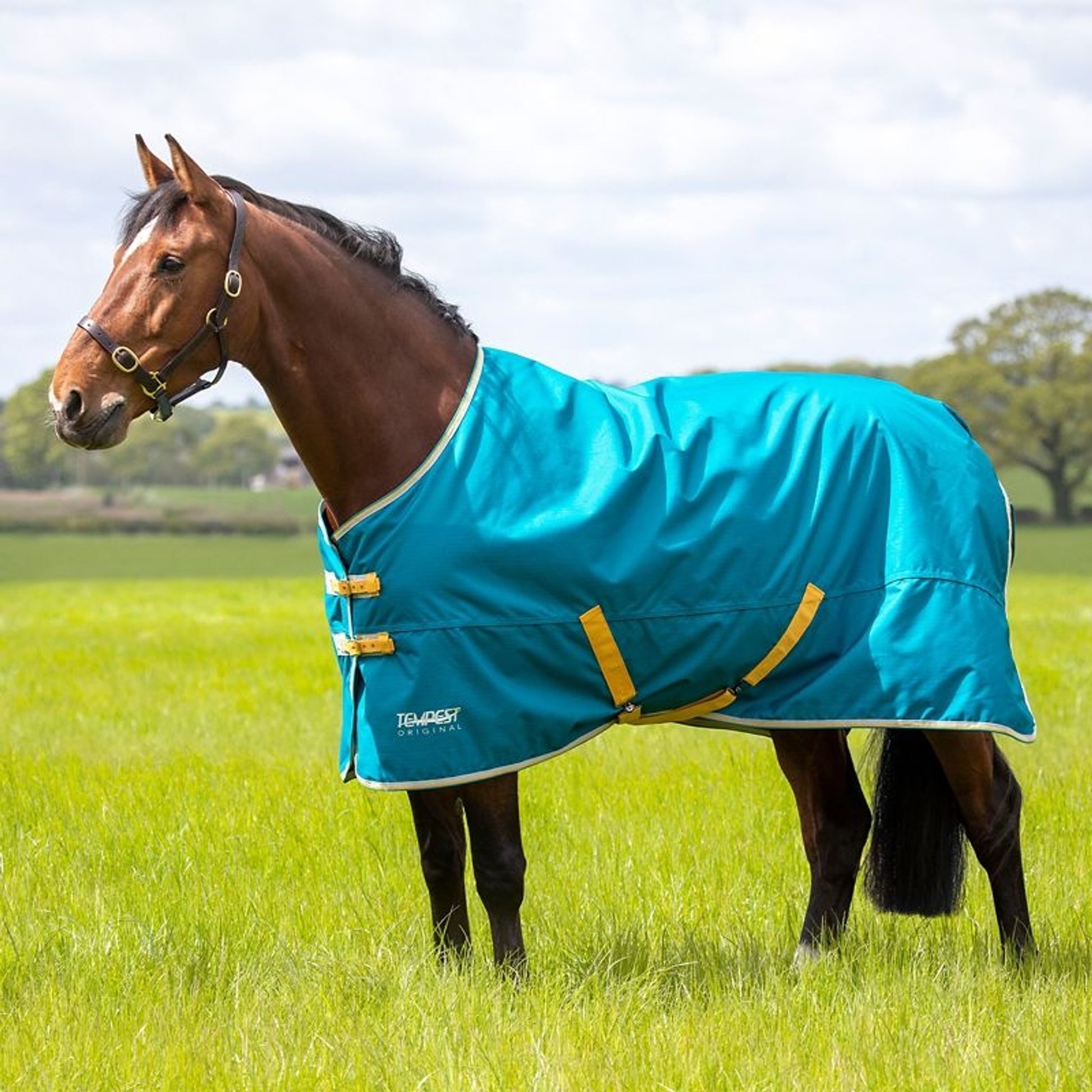 Shires Tempest Original 50g