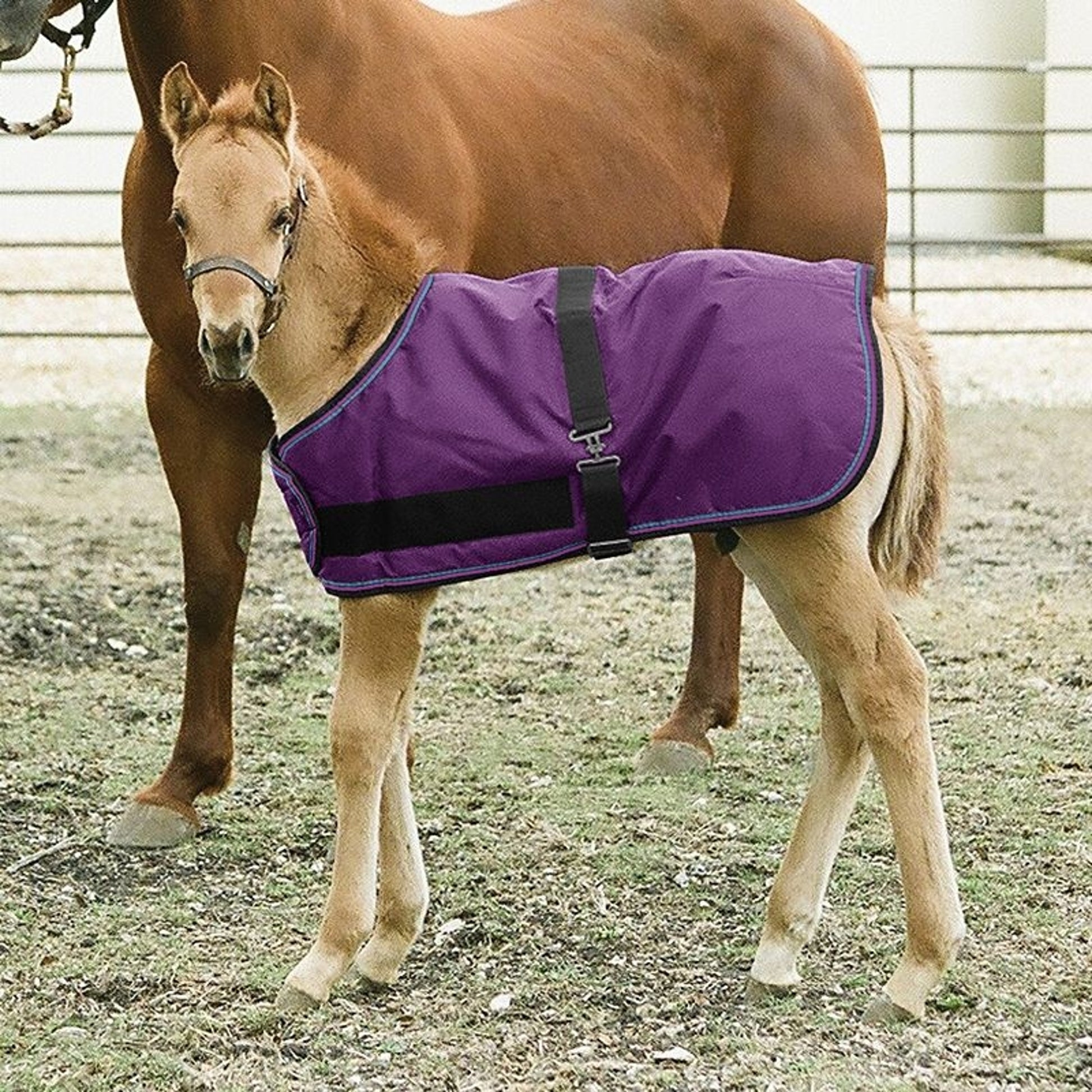 Kensington 1200D Foal Turnout 180g
