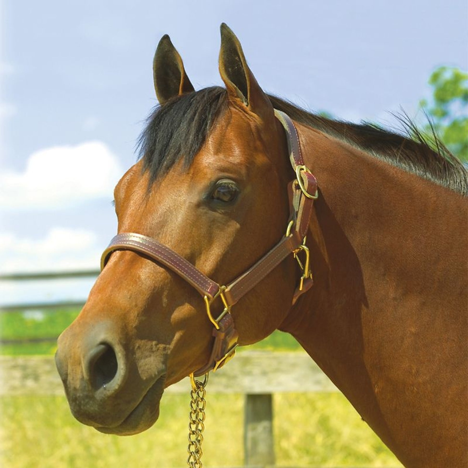 Perris Leather Show Halter
