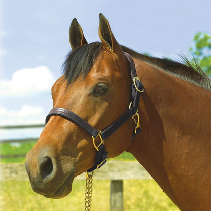 Perris Leather Show Halter