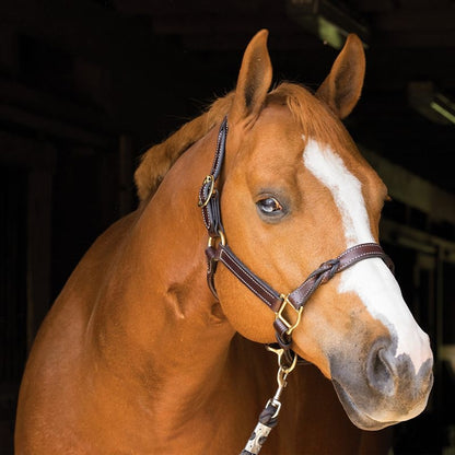 Perris Havana Twisted Leather Halter