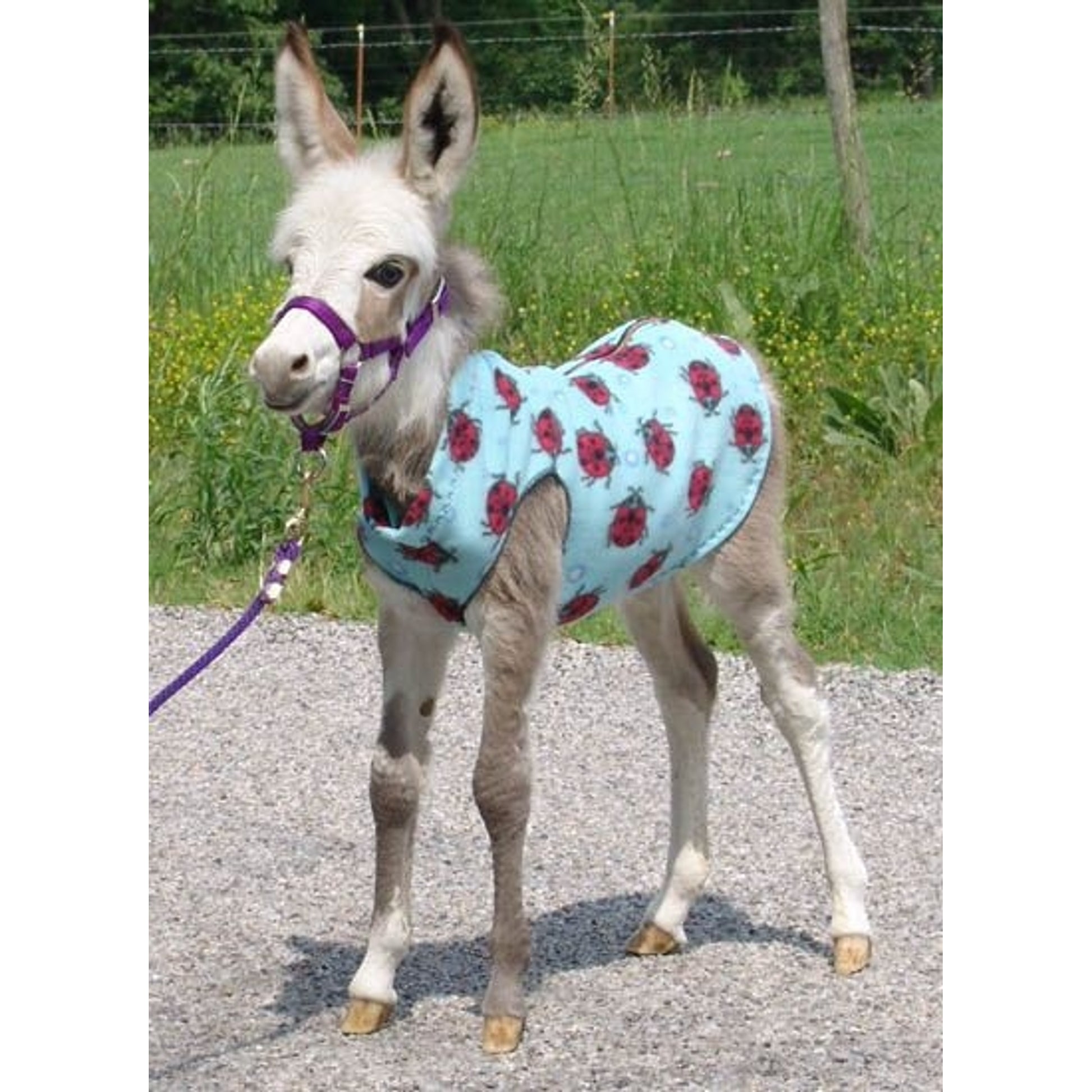 Ozark Mini Polarfleece Print Foal Jacket