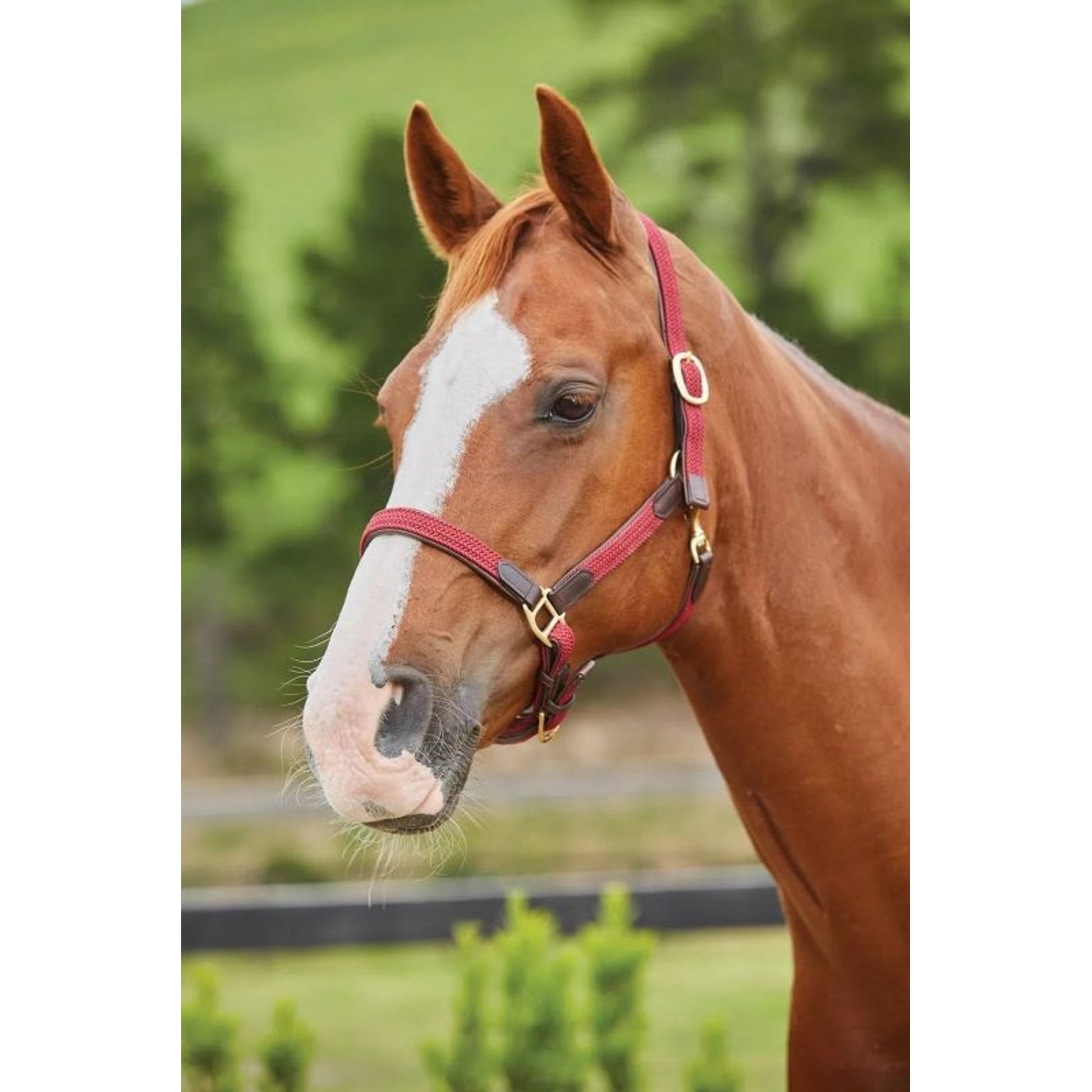 Kincade Braided Brkwy Headcollar