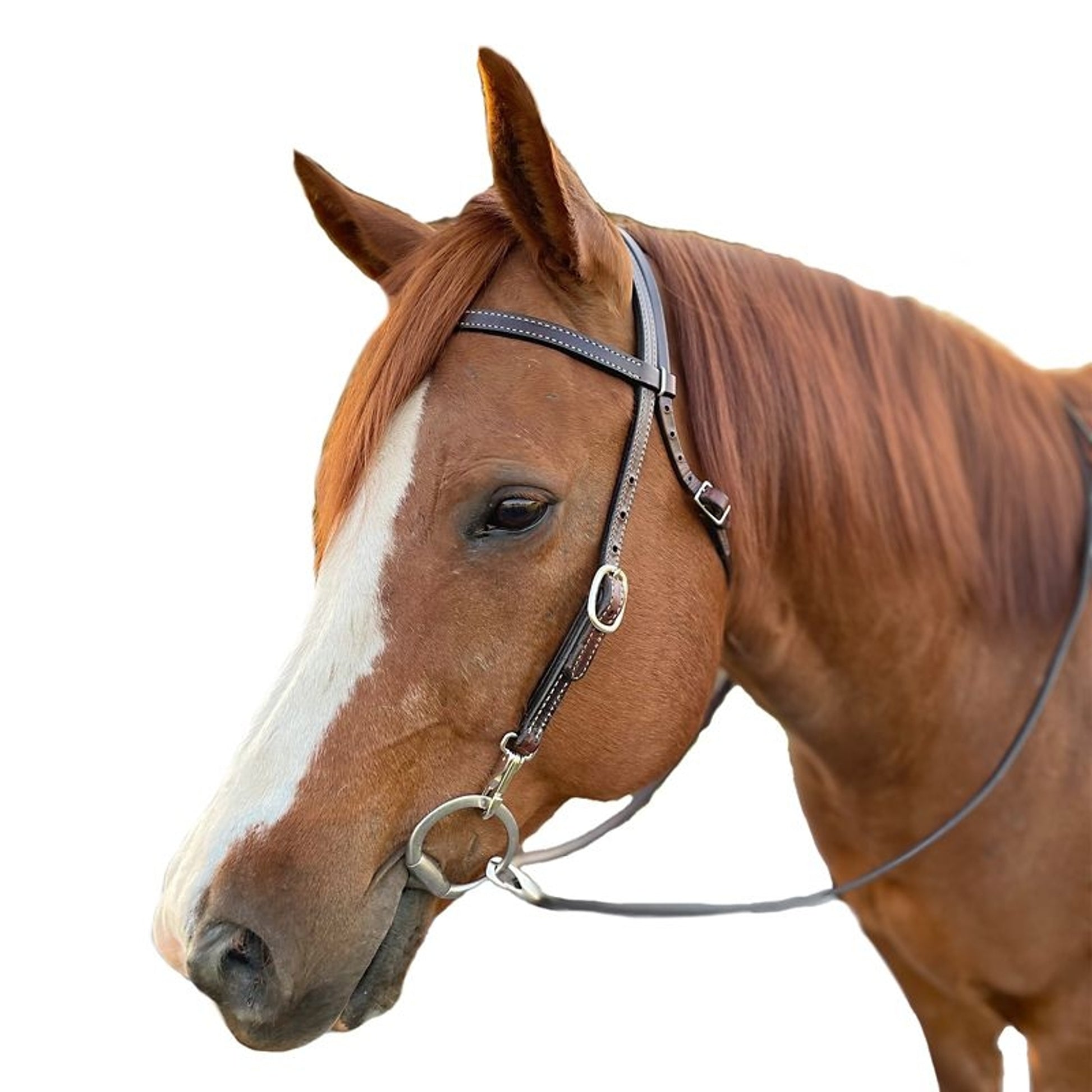 Tory Dark Harness Brow Band Headstall with Snaps
