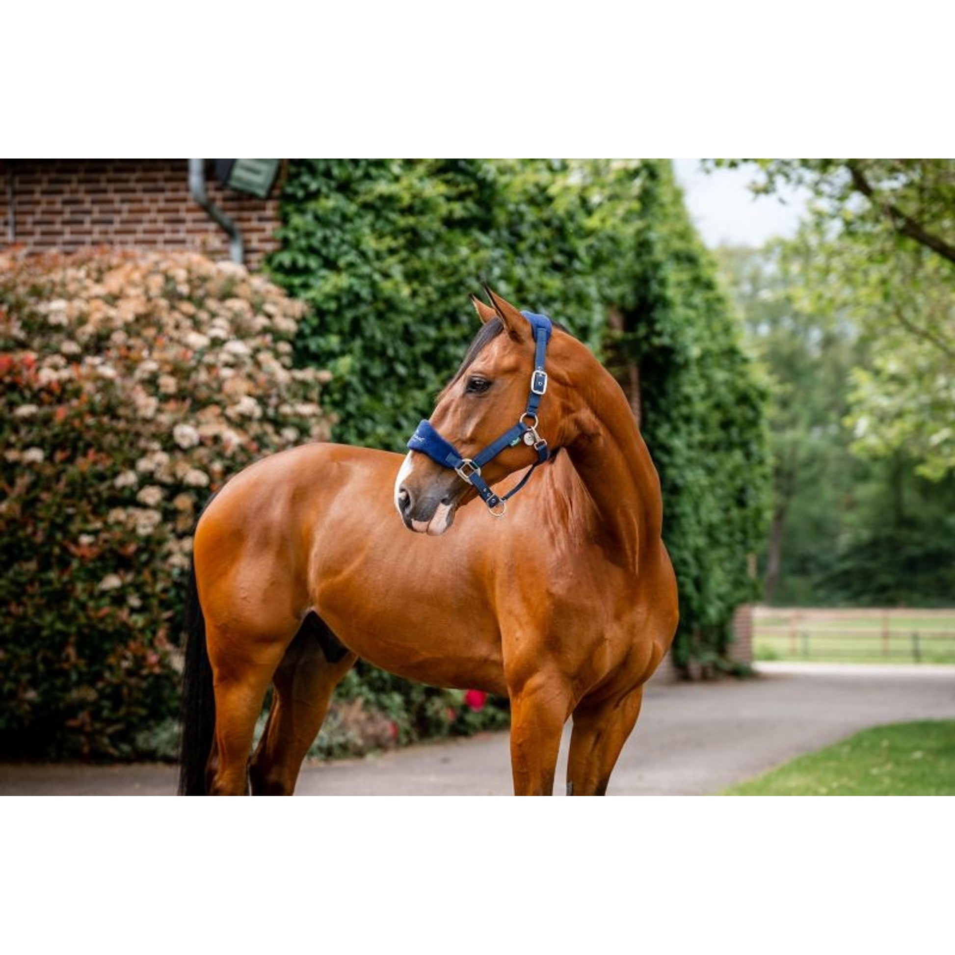 Horseware Sig Grooming Halter