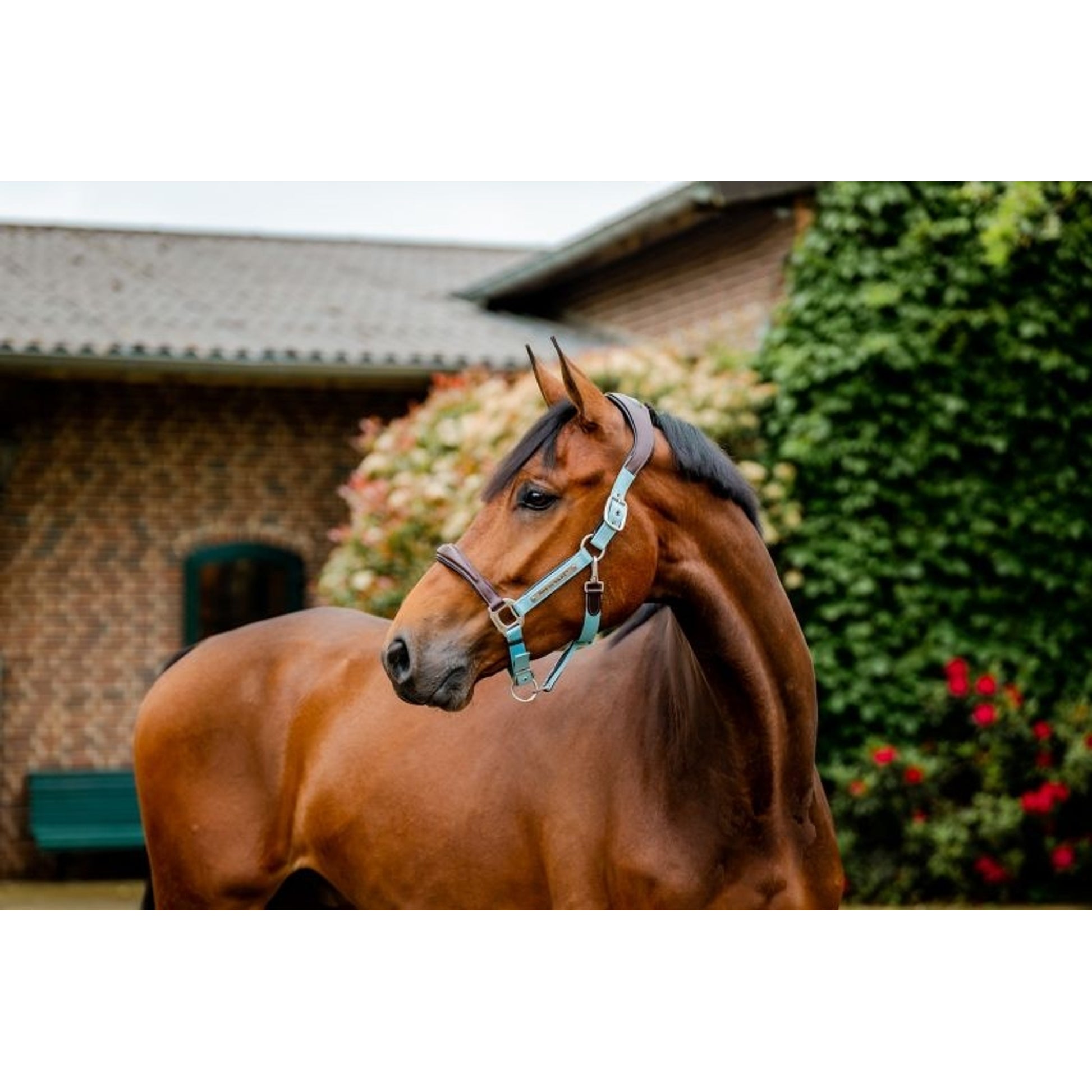 Horseware Sig Comp Halter